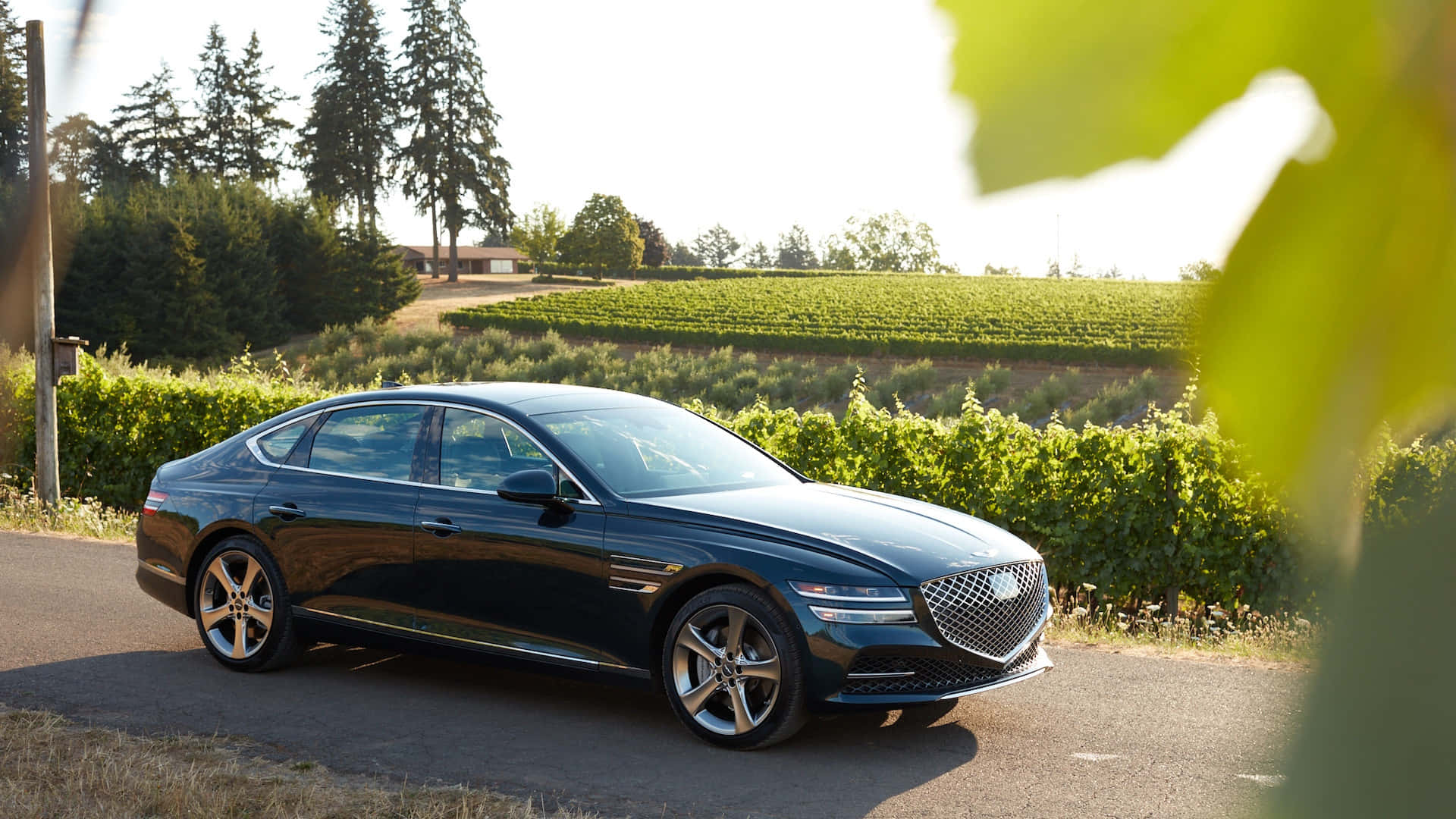 Genesis G80 桌布 壁紙 — 一輛時尚的黑色豪華轎車在陽光明媚的鄉村道路上滑行，兩旁是茂密的綠色葡萄園和高大的樹木。