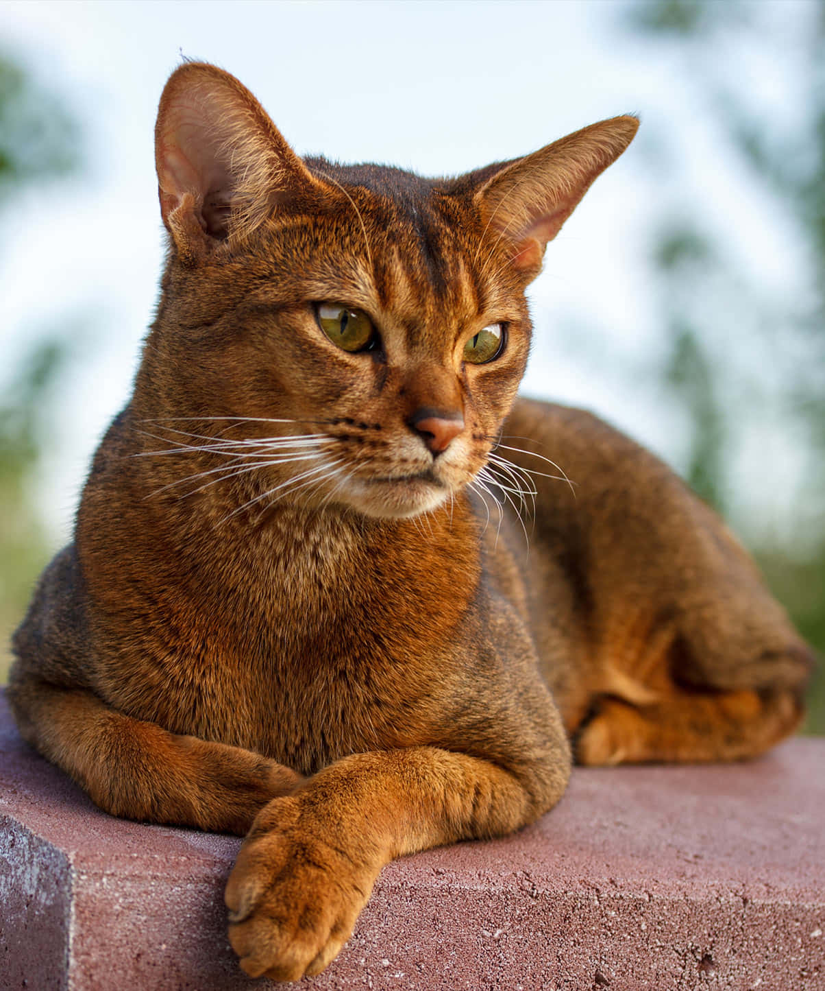 Abyssinian 桌布 壁紙 — 一隻光滑的棕色阿比西尼亞貓，綠色眼睛，在紋理石架上高貴地躺著，背景是柔和模糊的戶外景色。