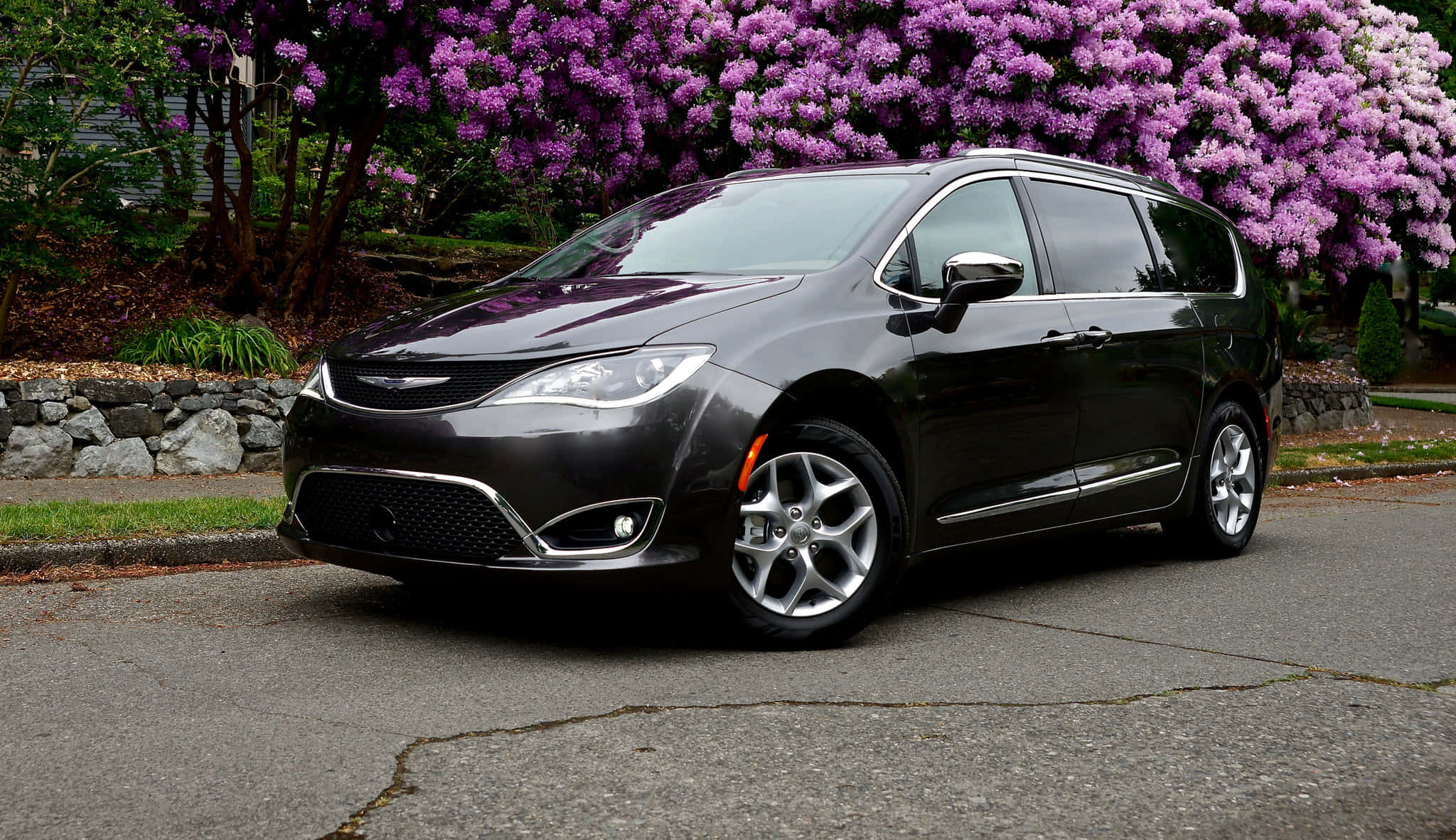 Chrysler Pacifica 桌布 壁紙 — 一輛時尚的深灰色小型貨車停放在裂開的柏油路上，上方是生機勃勃的紫色花樹冠。