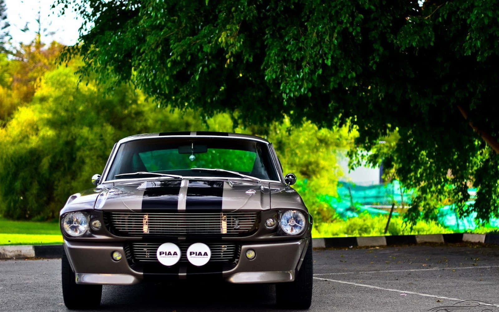 Ford Mustang Shelby Gt350 桌布 壁紙 — 一輛光滑的灰色經典肌肉車，帶有黑色賽車條紋，在陽光明媚的日子停放在茂密的綠樹下。