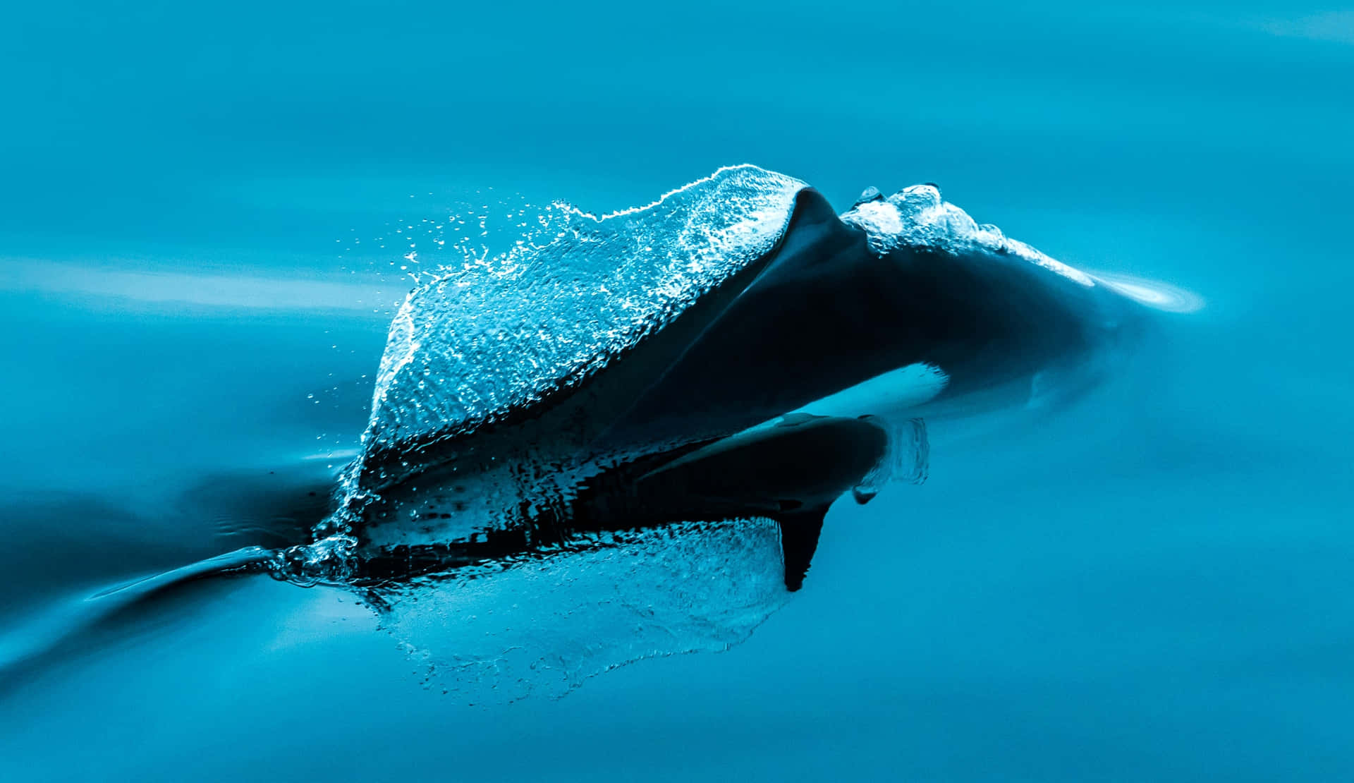  壁紙 — 一條光滑的虎鯨強力地衝破充滿活力的藍色海水，產生戲劇性的水花和飛濺。