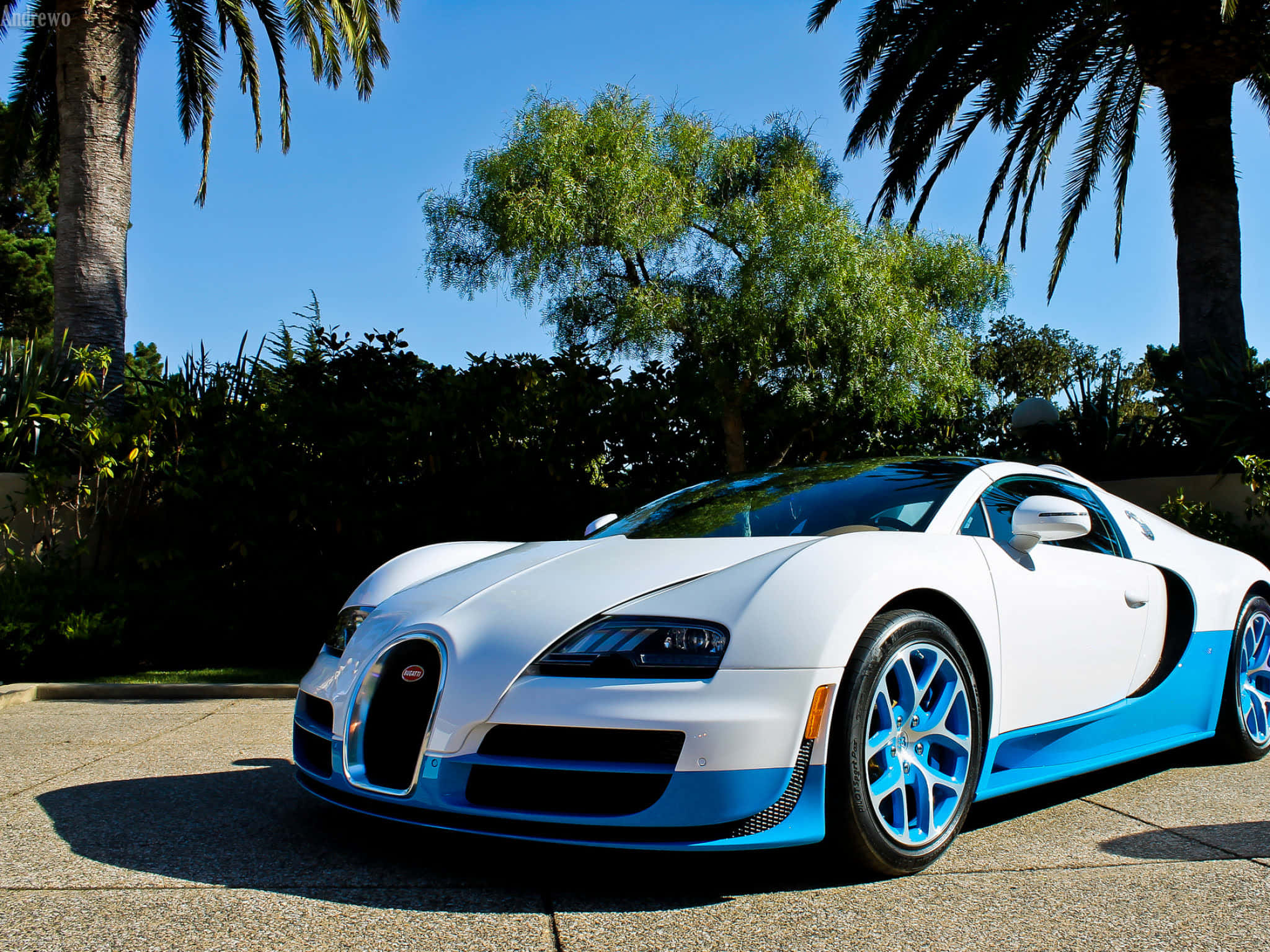 Bugatti Chiron 桌布 壁紙 — 一輛時尚的白色和藍色Bugatti Veyron停放在陽光普照的車道上，棕櫚樹和晴朗藍天下。