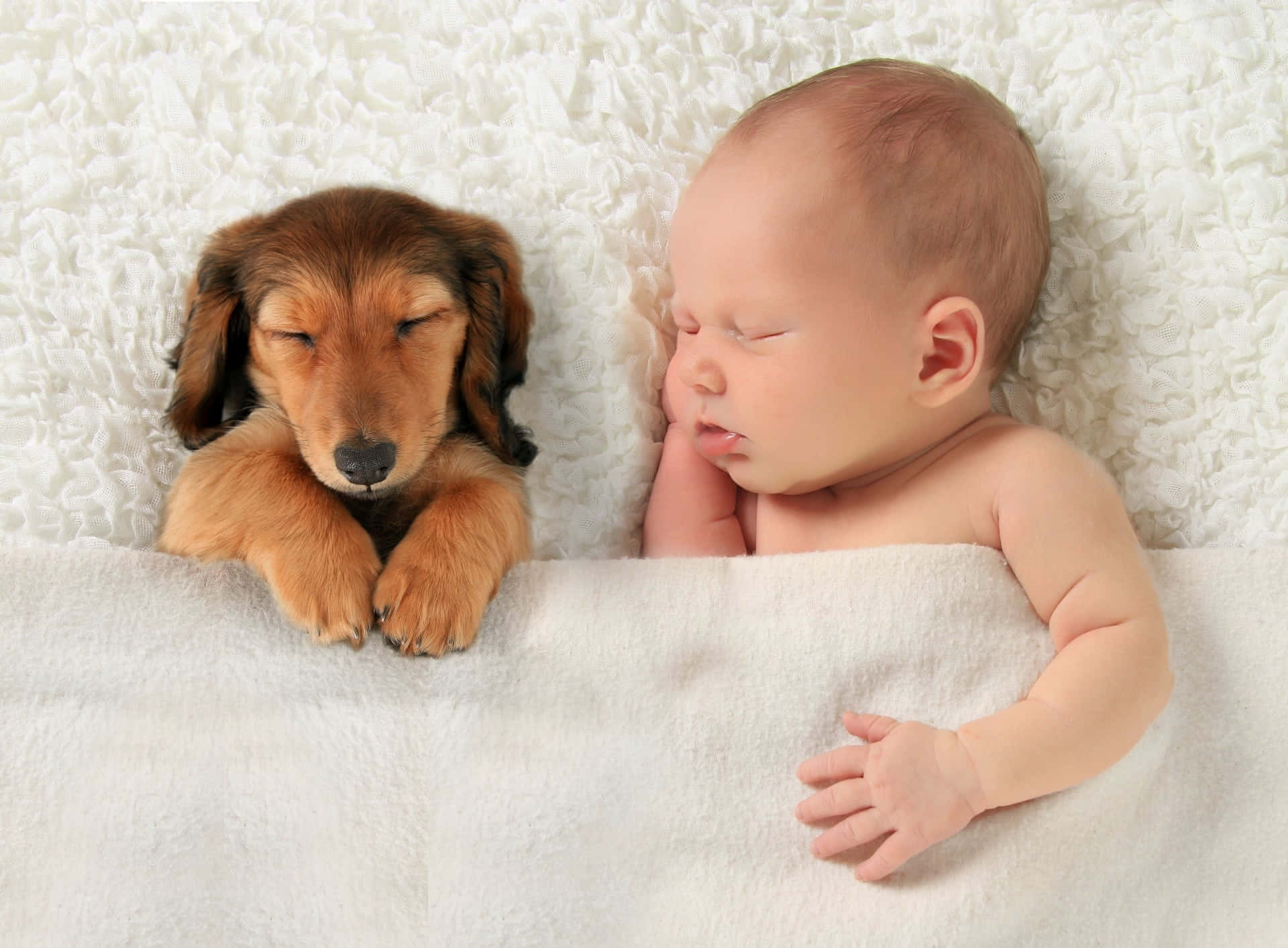  壁紙 — 一個熟睡的新生嬰兒和一個睏倦的臘腸犬幼崽一起在柔軟的白色紋理毯子上平靜地休息。