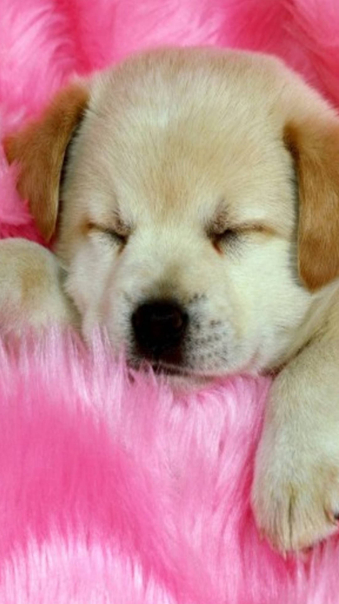 一隻黃色拉布拉多幼犬睡在粉紅色毛茸茸的毯子上 — 小狗 壁紙