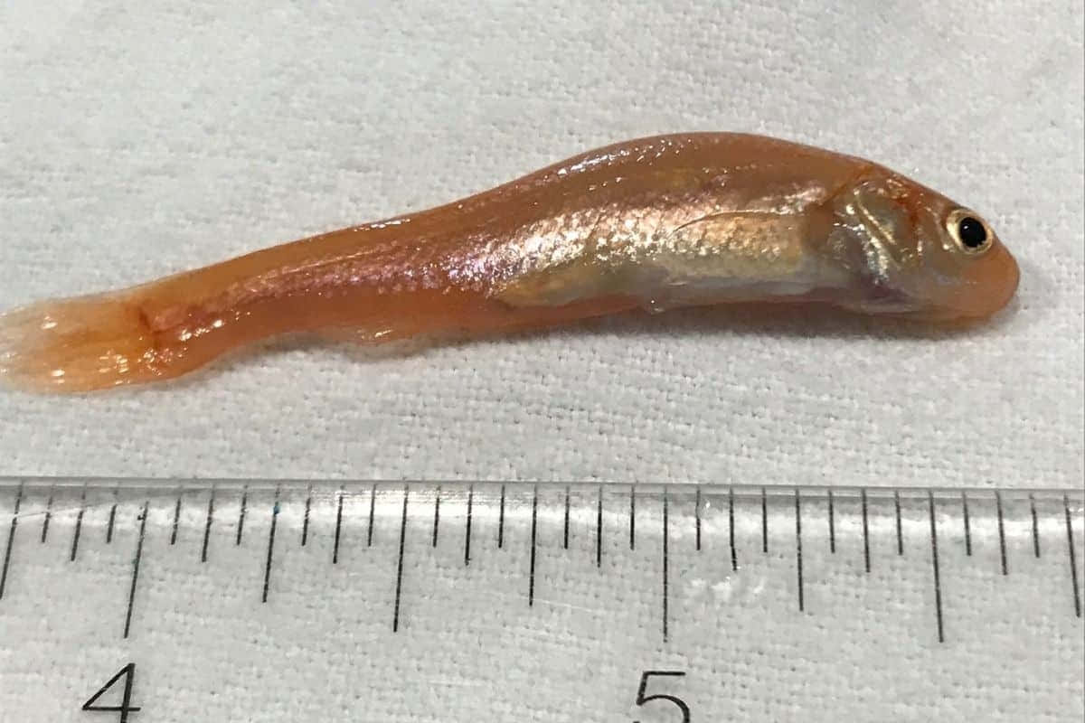  壁紙 — 一條細小半透明橙色魚躺在白色紋理表面上，旁邊有尺子顯示其微小尺寸。