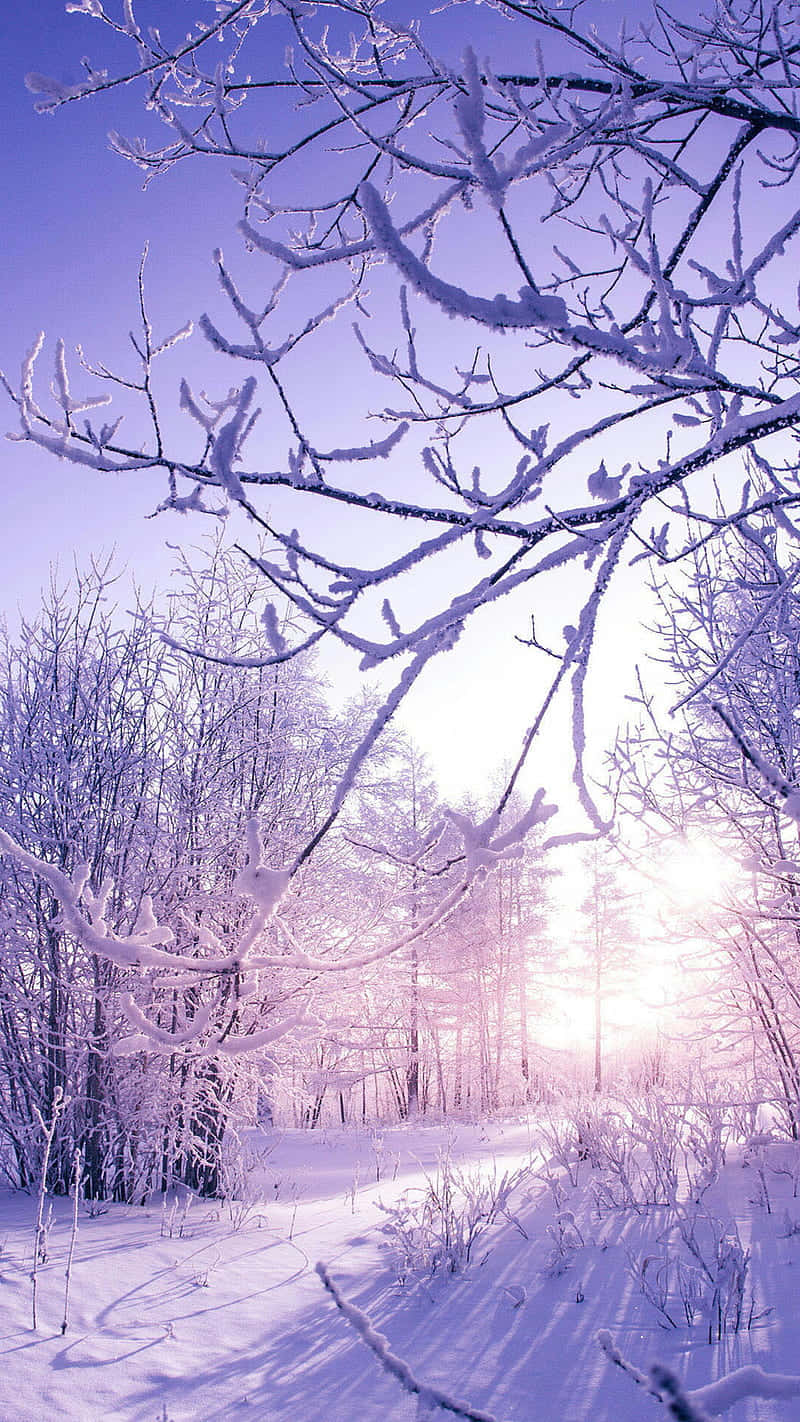  壁紙 — 白雪覆蓋光禿的樹枝，襯托著柔和的紫色天空，陽光穿過冬季森林。