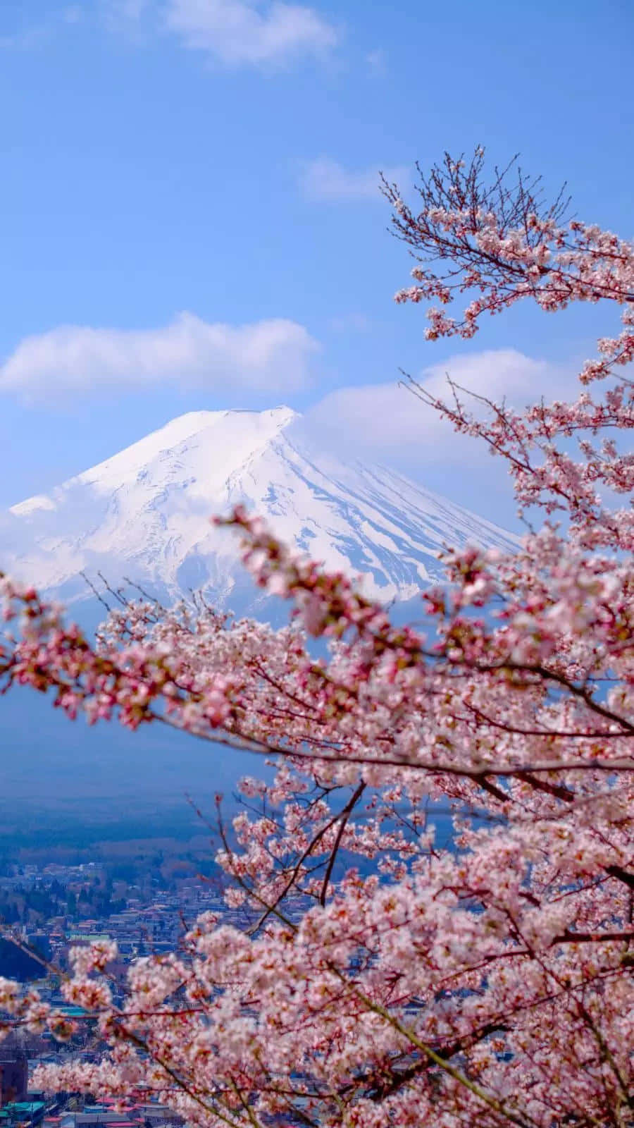  壁紙 — 在晴朗的藍天下，白雪覆蓋的富士山在盛開的粉紅色櫻花前景後面雄偉地聳立。