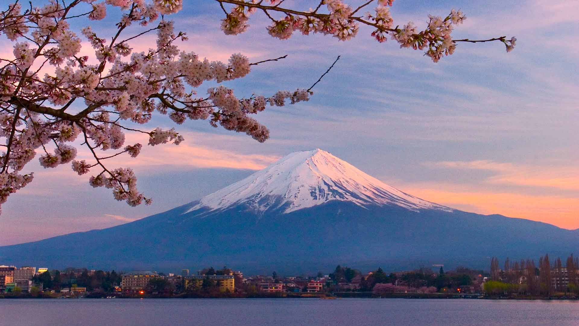 櫻花在日落時分環繞著寧靜湖面上的富士山。 — 日式自然壁紙 壁紙