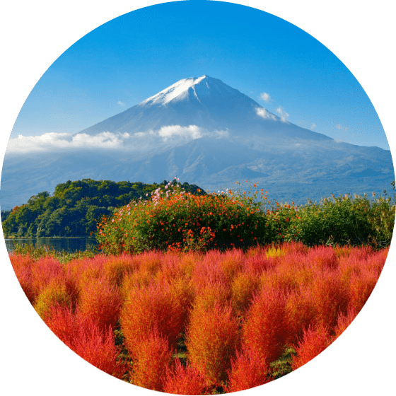 白雪覆蓋的富士山後方是一片紅色的秋草田野，藍天之下 — 富士山 壁紙