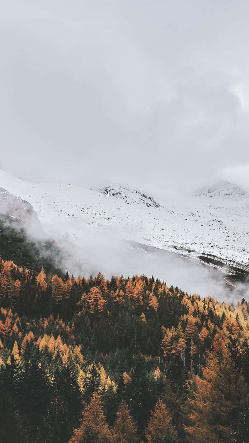  壁紙 — 白雪覆蓋的山峰聳立在金色和綠色樹木的森林之上，森林籠罩在薄霧中，天空灰濛濛。
