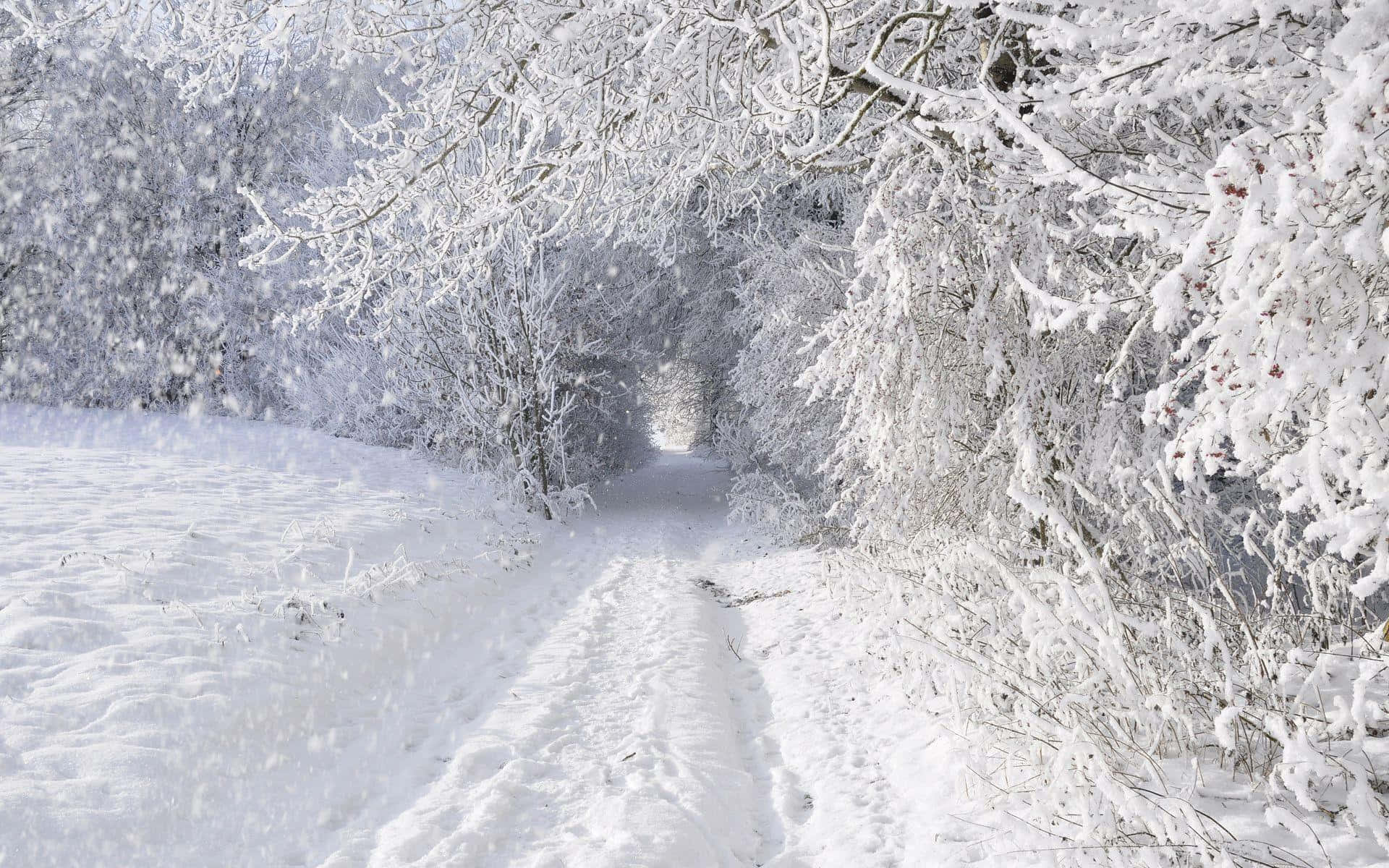 Snowstorm 桌布 壁紙 — 一條被雪覆蓋的森林小徑蜿蜒穿過結霜的樹木，在輕柔的降雪中營造出寧靜的冬日仙境。