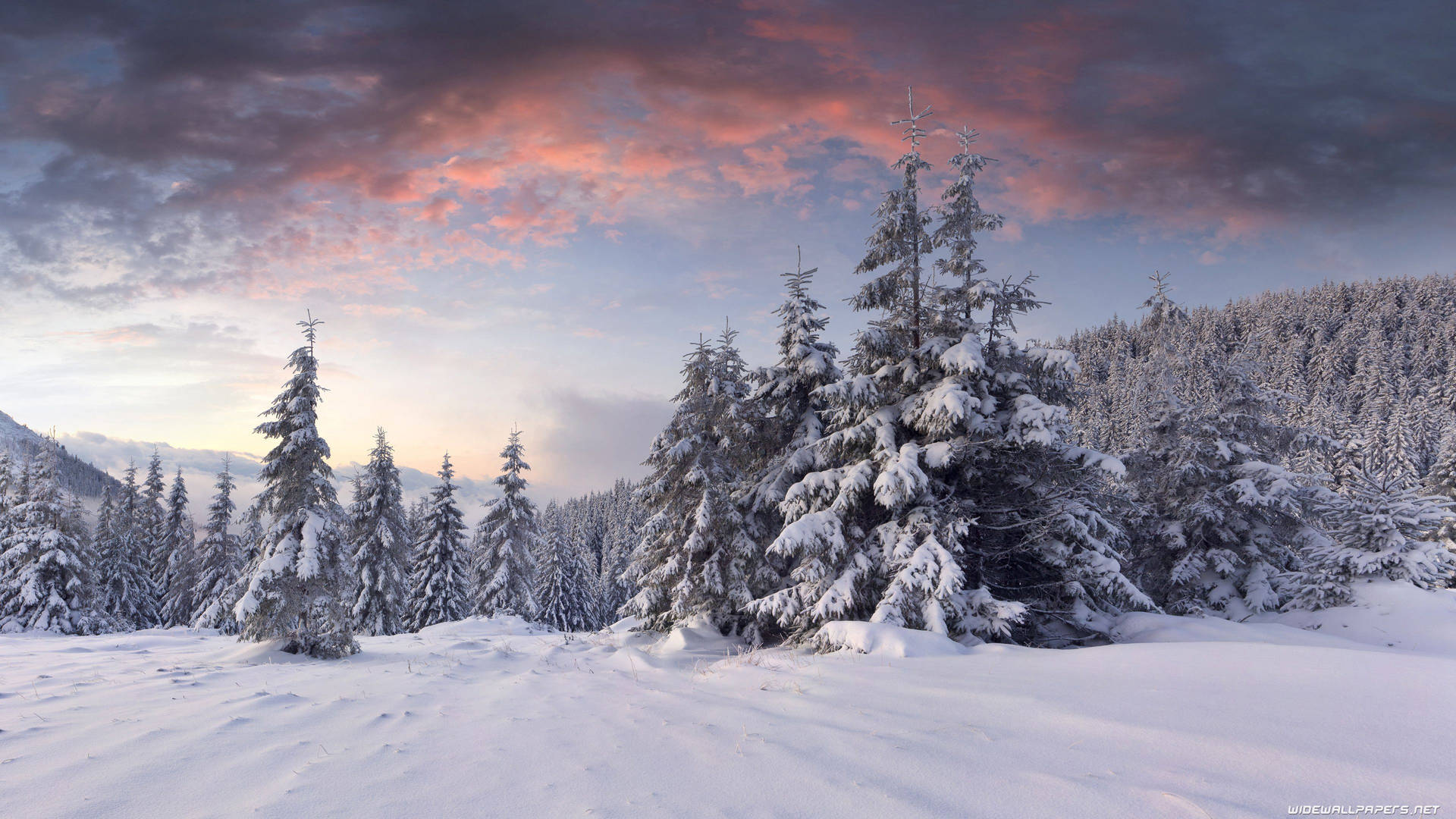 冬季森林日落時分，粉紅和紫色雲彩下的雪松。 — 冬季 壁紙