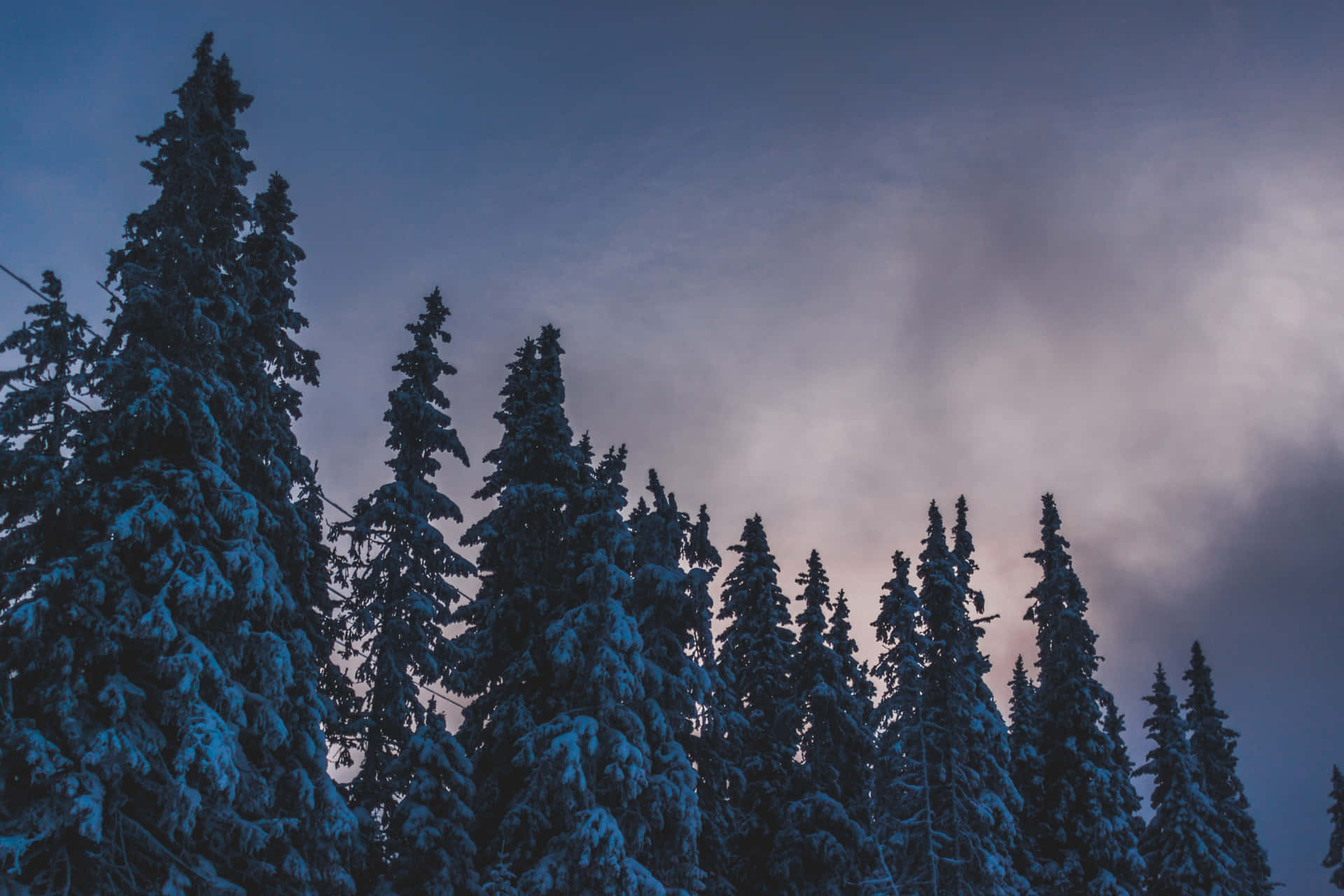 被雪覆蓋的松樹在帶有柔和雲朵的暮色天空中形成剪影。 — 冬季 壁紙