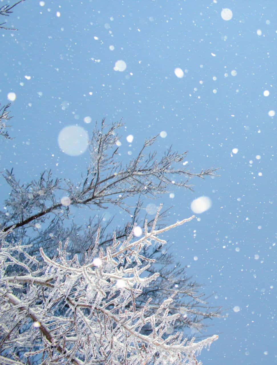  壁紙 — 雪花在清澈的藍天中輕輕飄落，霜凍依附在光禿的樹枝上，構成冬日景象。