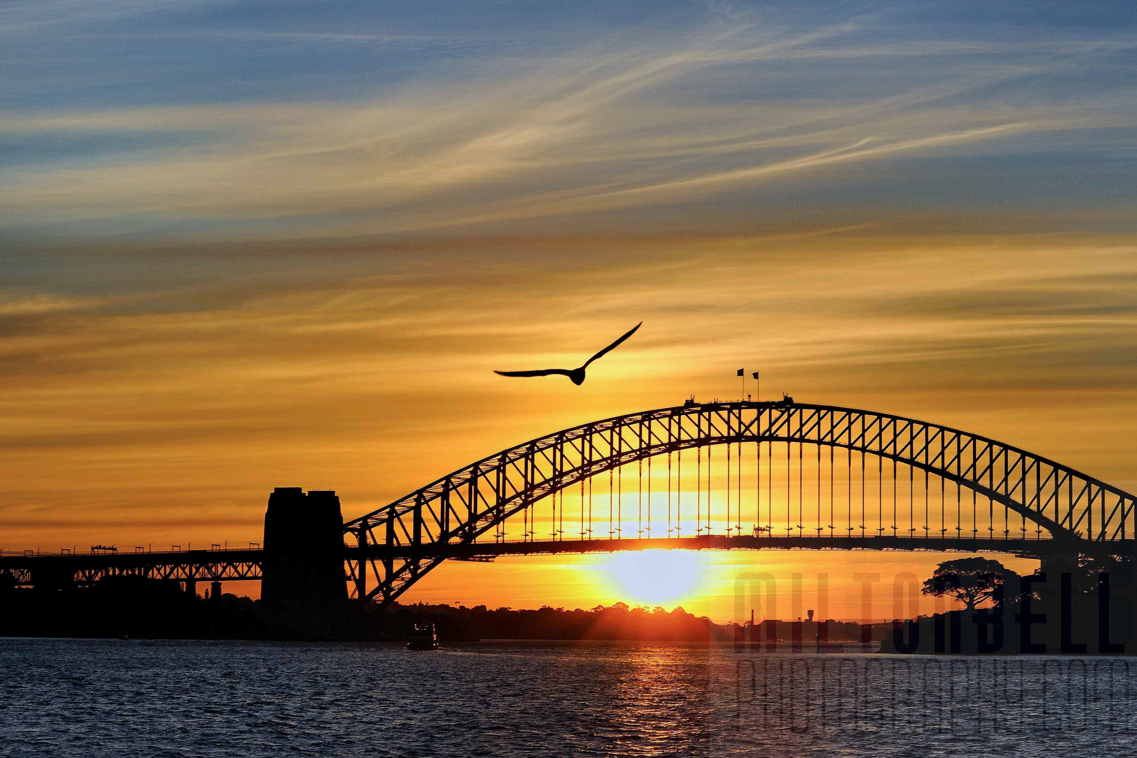 Sydney Harbour Bridge 桌布 壁紙 — 一隻翱翔的鳥在標誌性的雪梨港灣大橋後方，以熾熱的日落為背景形成剪影。