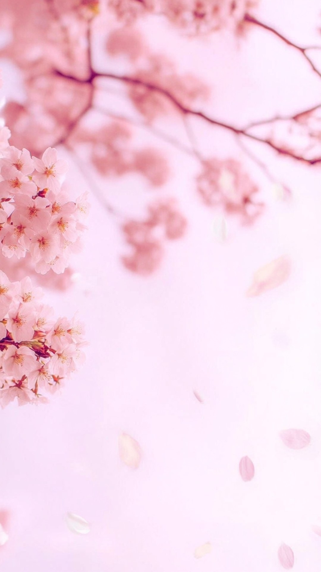 Cherry Blossom Vertical 壁紙 — 柔和的粉紅櫻花在纖細的枝條上盛開，花瓣輕輕飄落在夢幻的粉彩粉紅背景上。