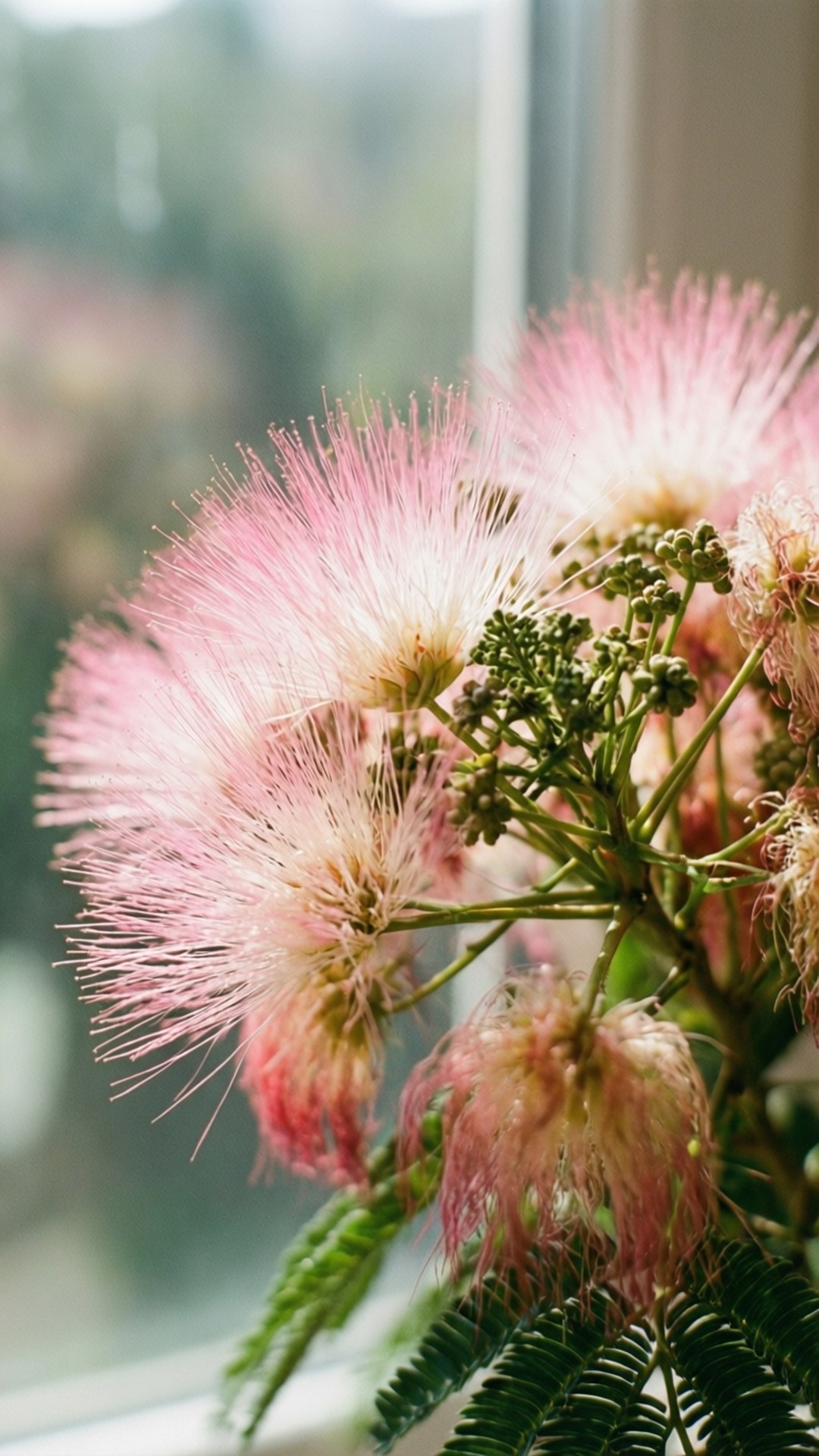 Soft Pink Bokeh 壁紙 — 柔軟的粉紅色絨球花帶有羽毛狀的細絲，在明亮的窗戶旁與綠葉一起綻放。
