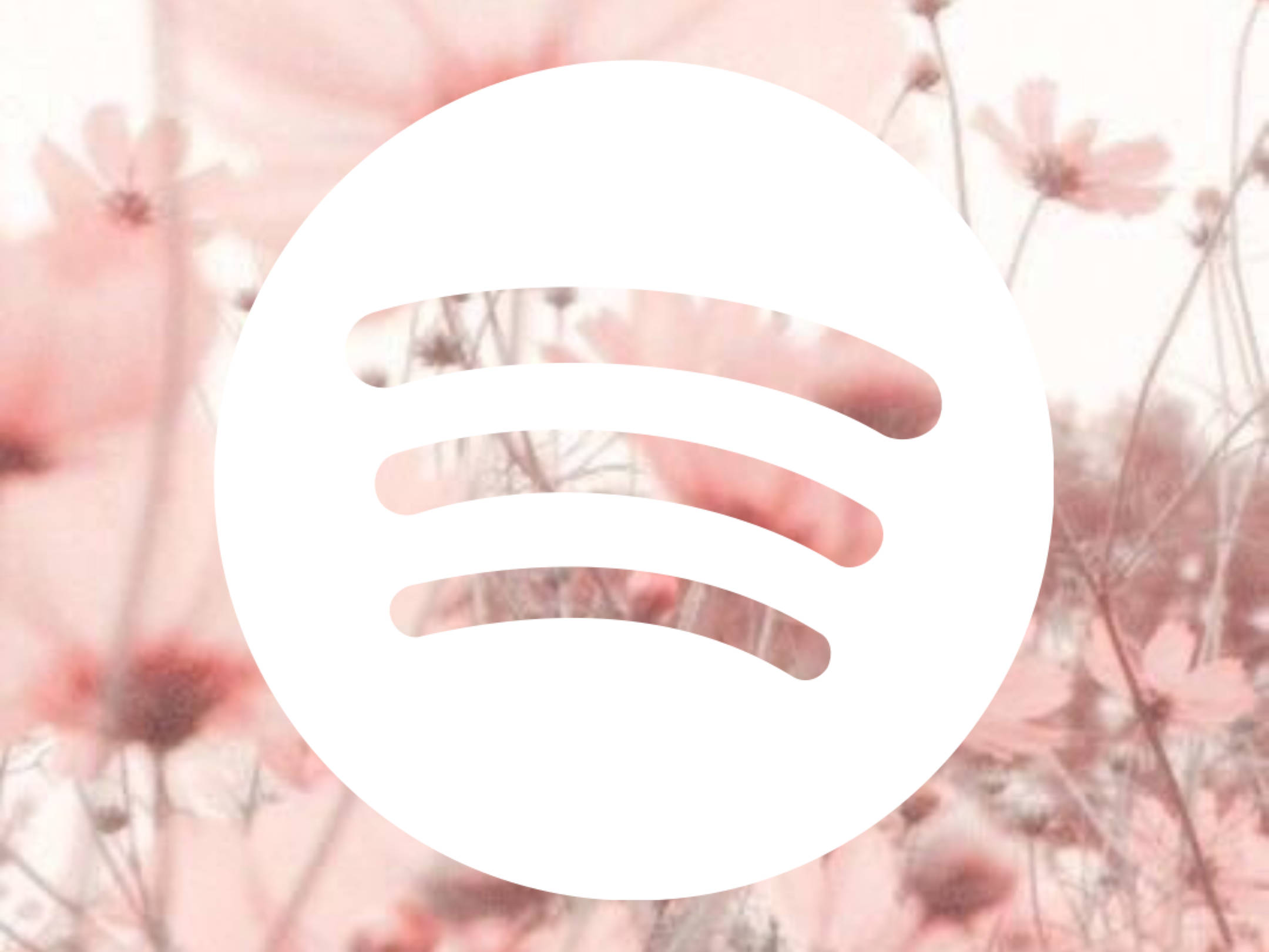Spotify 桌布 壁紙 — Spotify 標誌居中於柔和的粉紅色大波斯菊花朵上，呈現夢幻般的粉彩模糊效果。