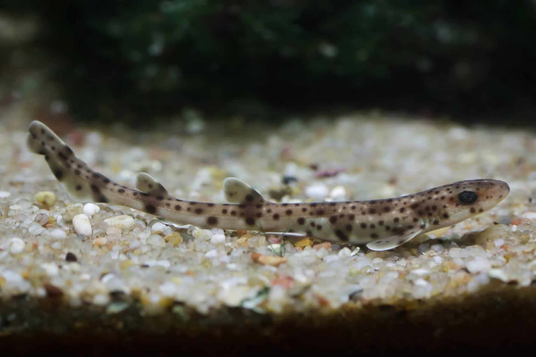  壁紙 — 一條斑點竹鯊在昏暗的水族箱中，靜止不動地躺在五彩沙床上。