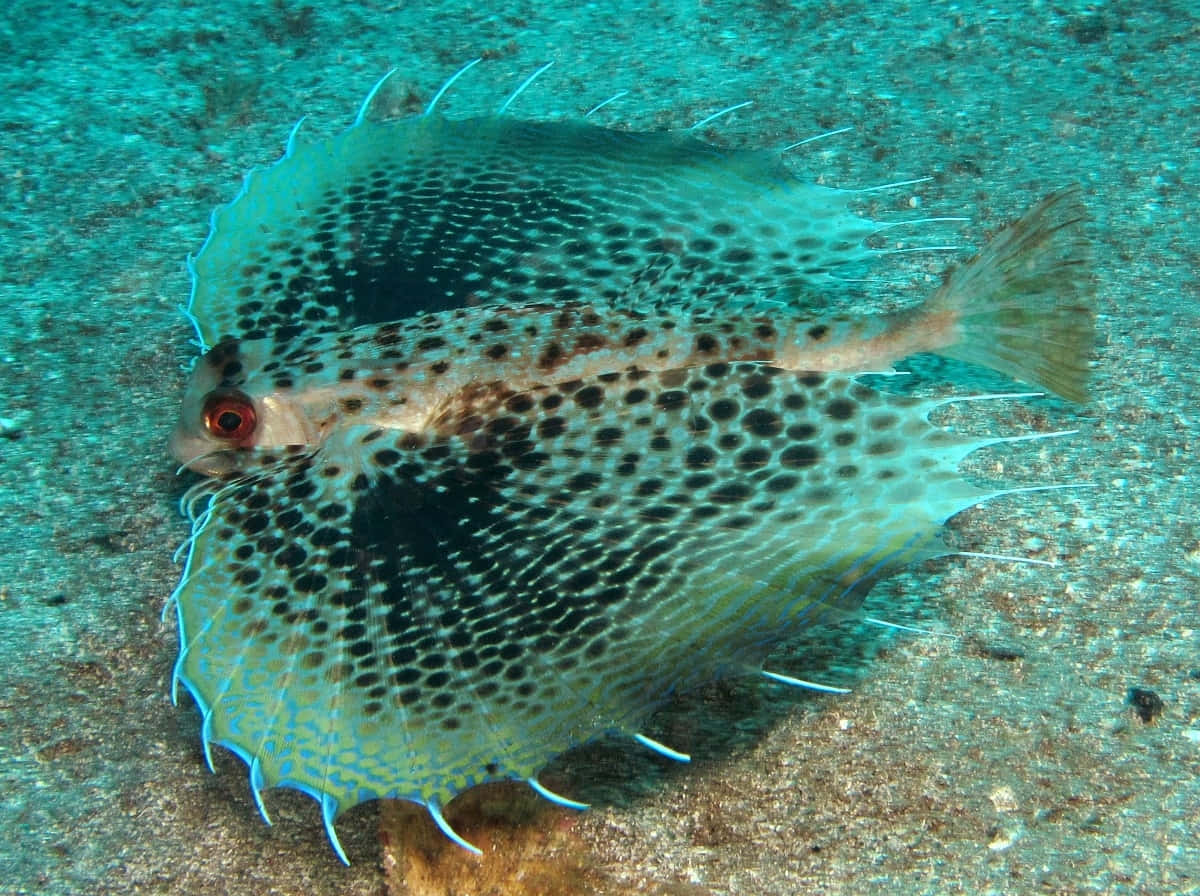  壁紙 — 一條斑點蝙蝠魚在沙質海床上休息，帶有半透明的藍色鰭和鮮紅色的眼睛。