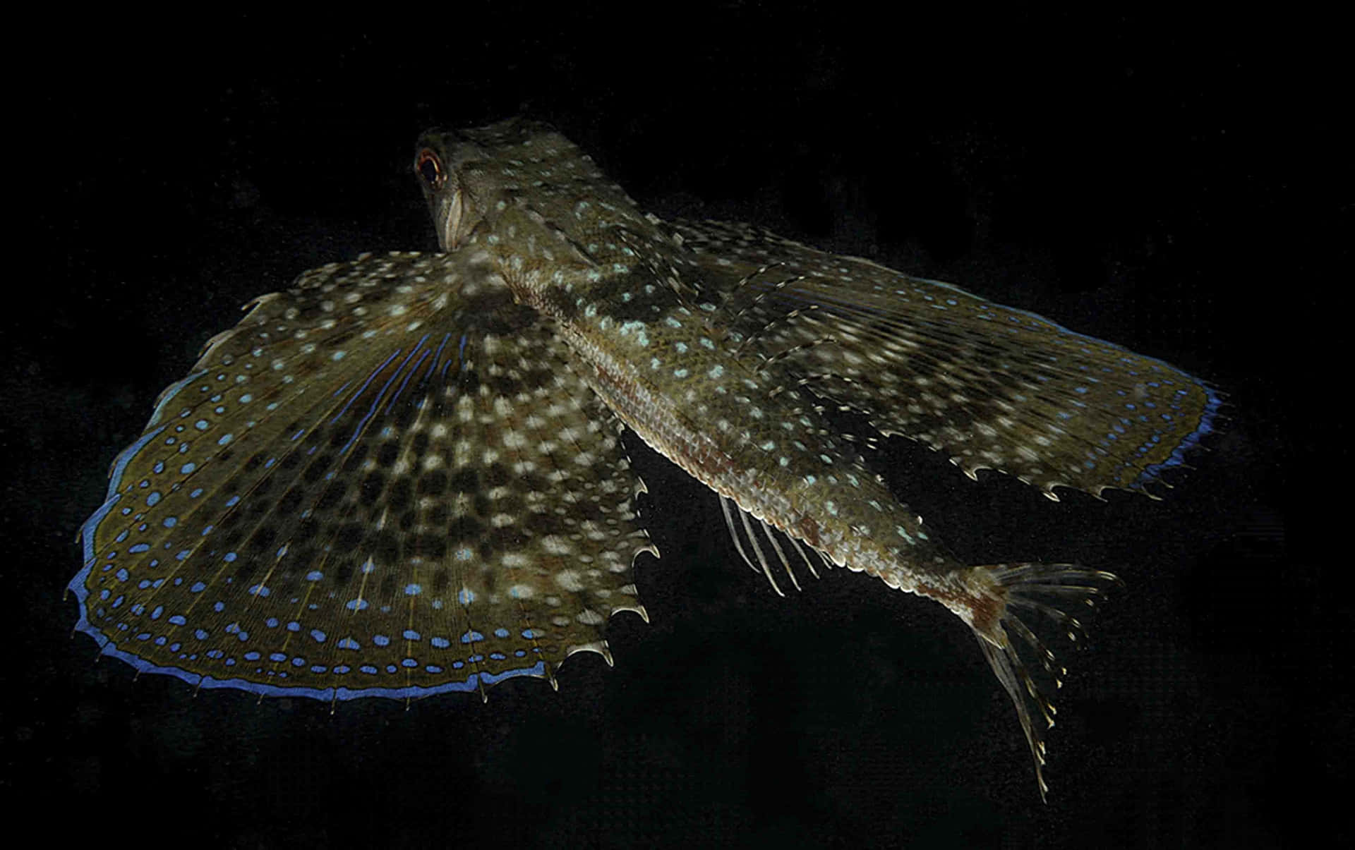  壁紙 — 一條斑點飛魚在黑暗的水中滑翔，藍色邊緣的魚鰭在黑色背景下發光。