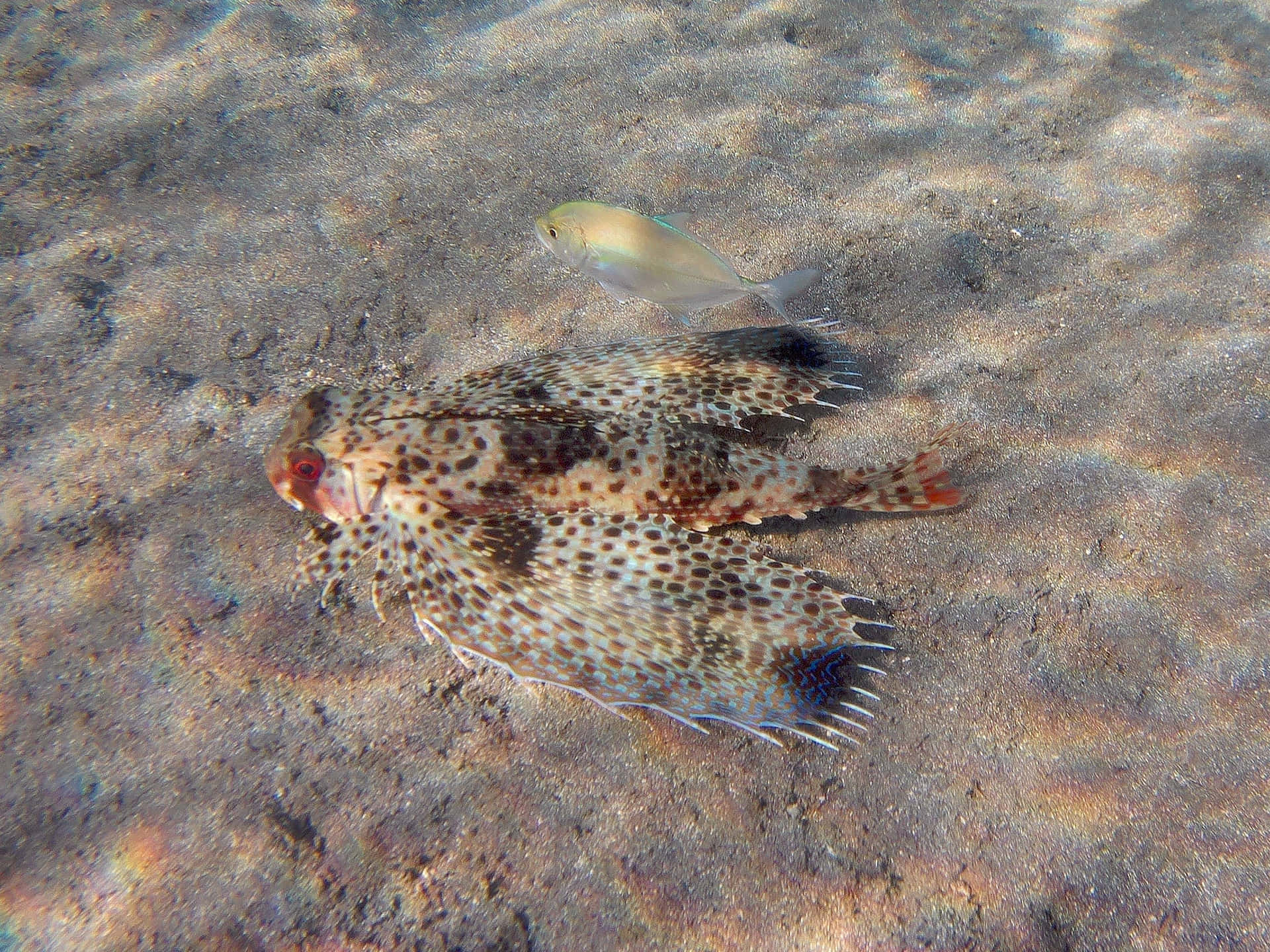  壁紙 — 一條斑點獅子魚在沙質海床上偽裝，附近有一條小銀魚游過。