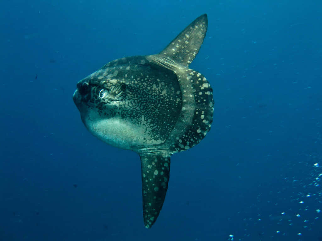  壁紙 — 一條有斑點的海洋翻車魚以其獨特的扁平身體和高聳的背鰭在深藍色海水中滑行。
