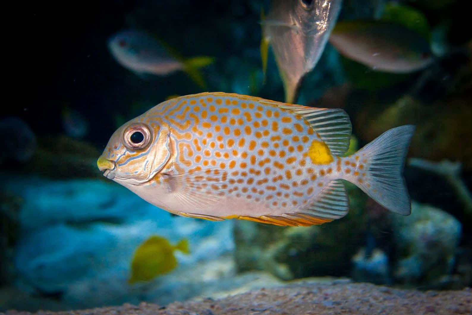  壁紙 — 一條有斑點的橙白色魚在昏暗的水族箱中優雅地游動，背景有模糊的珊瑚和其他魚類。
