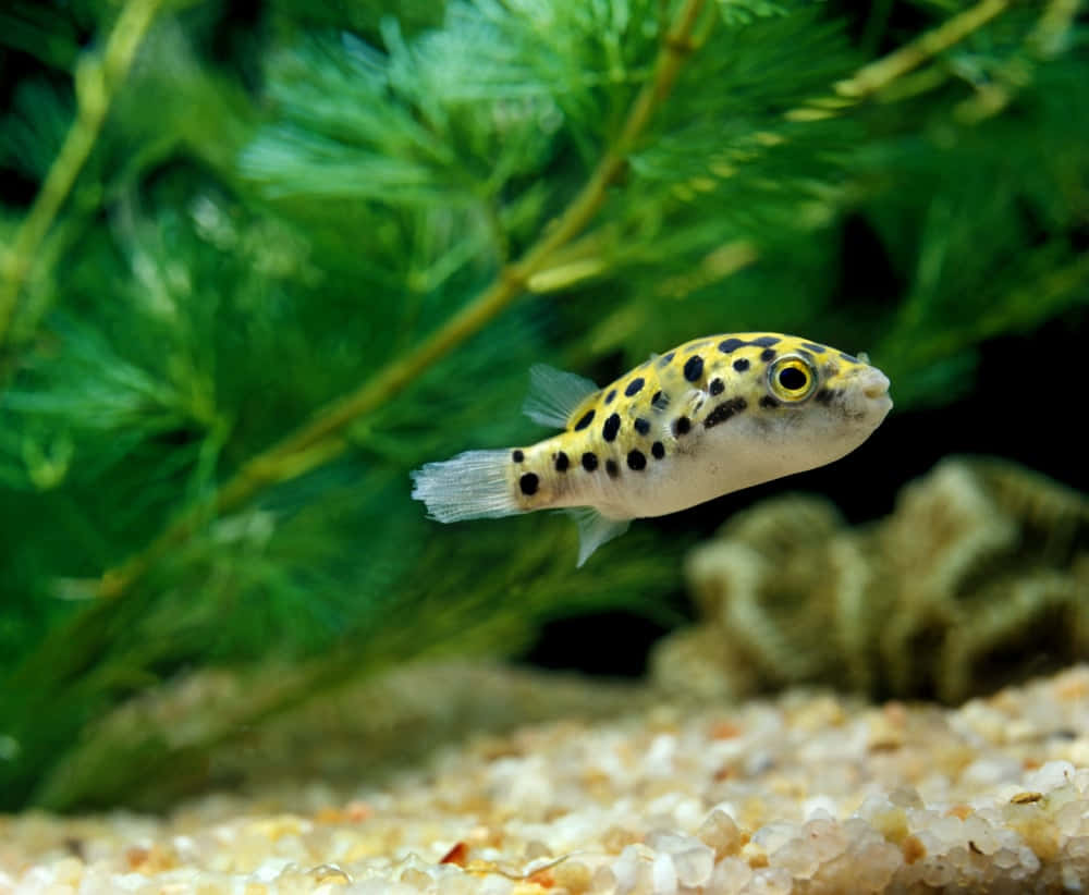  壁紙 — 一條斑點河豚在清澈的水族箱中優雅地游近綠色水生植物，底部是沙質。