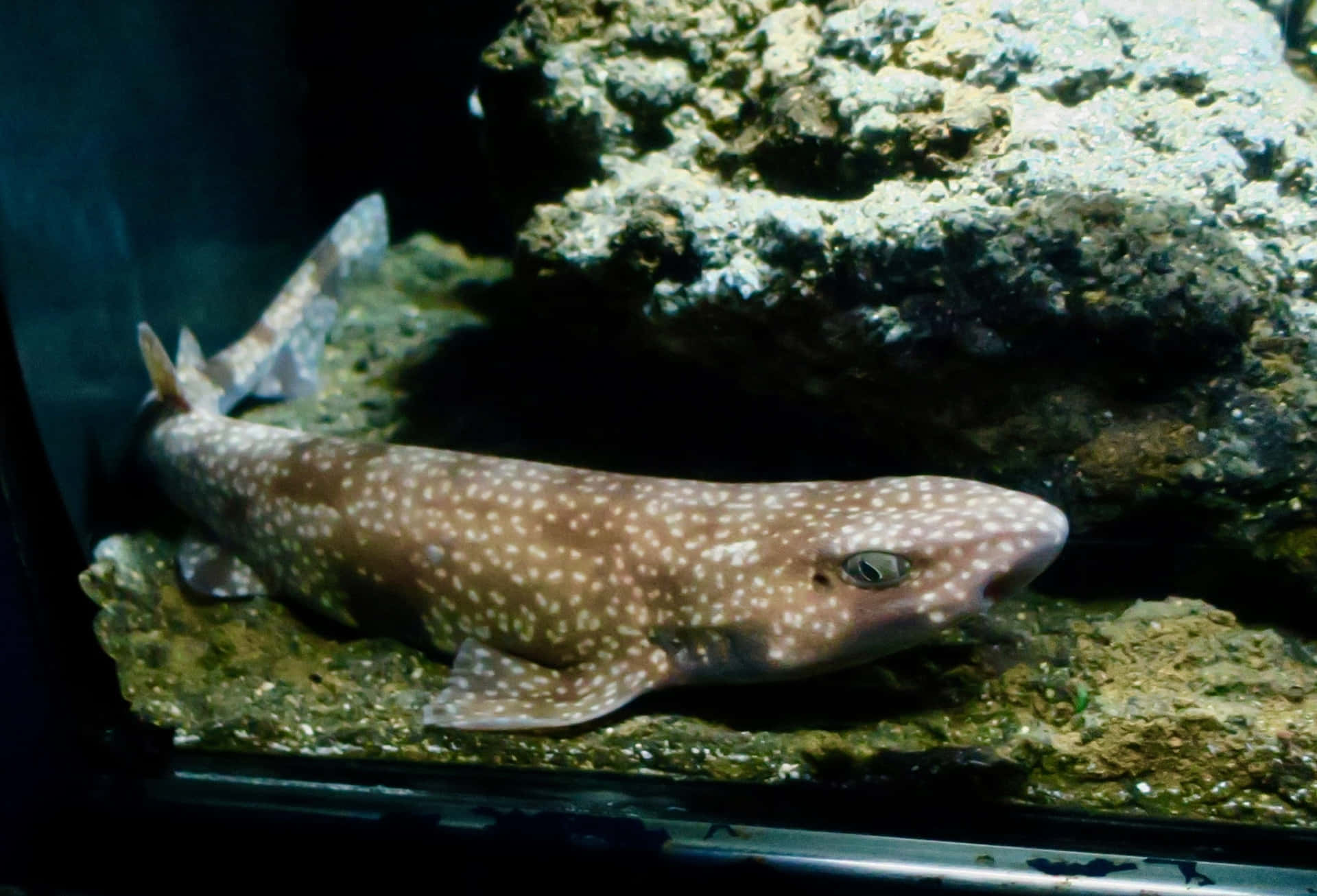  壁紙 — 一條斑點鯊魚在光線昏暗的水族箱中，平靜地躺在岩石基底上休息。
