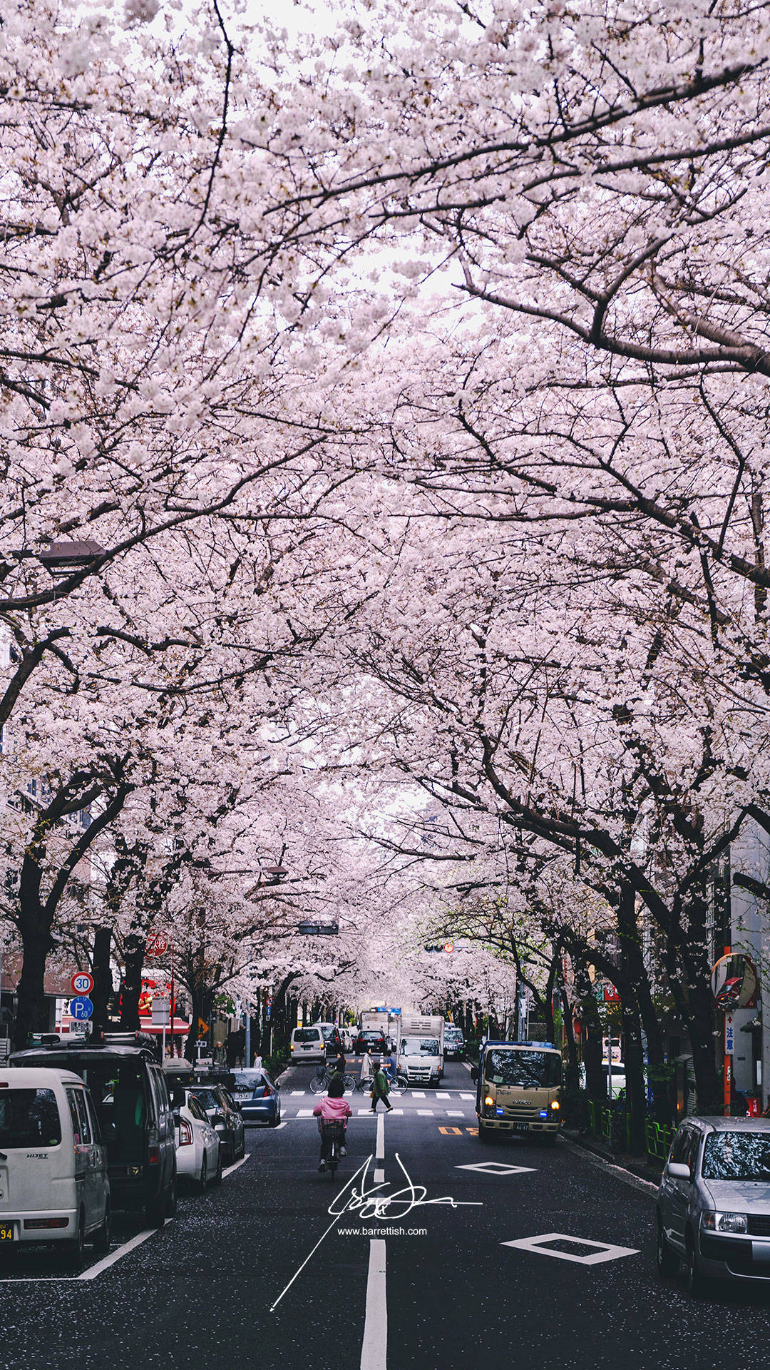 櫻花樹在繁忙的城市街道上形成粉紅色的天篷，有汽車和行人。 — 日本櫻花 壁紙