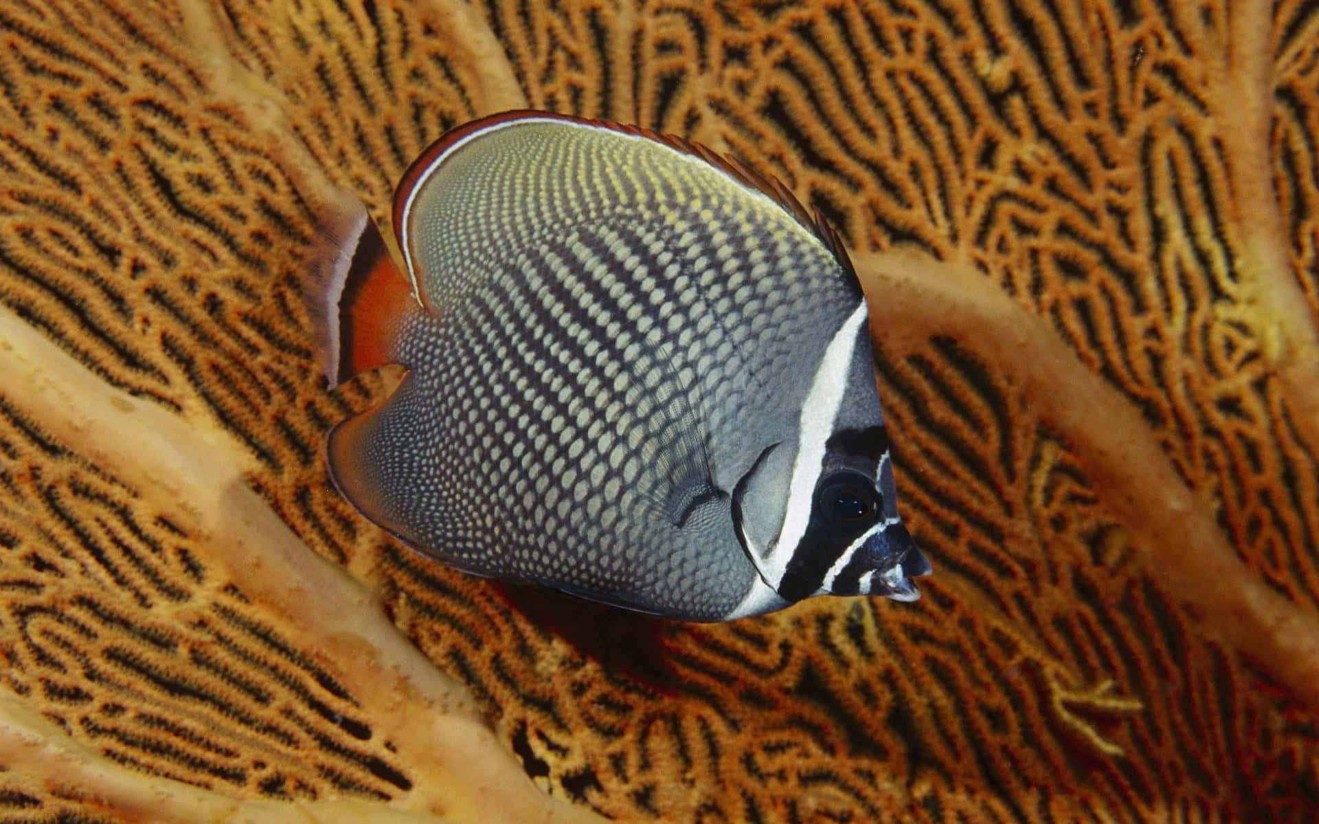 Butterflyfish 桌布 壁紙 — 一條引人注目的蝴蝶魚，帶有黑色、白色和橙色斑紋，在紋理豐富的橙色珊瑚礁附近優雅地游動。