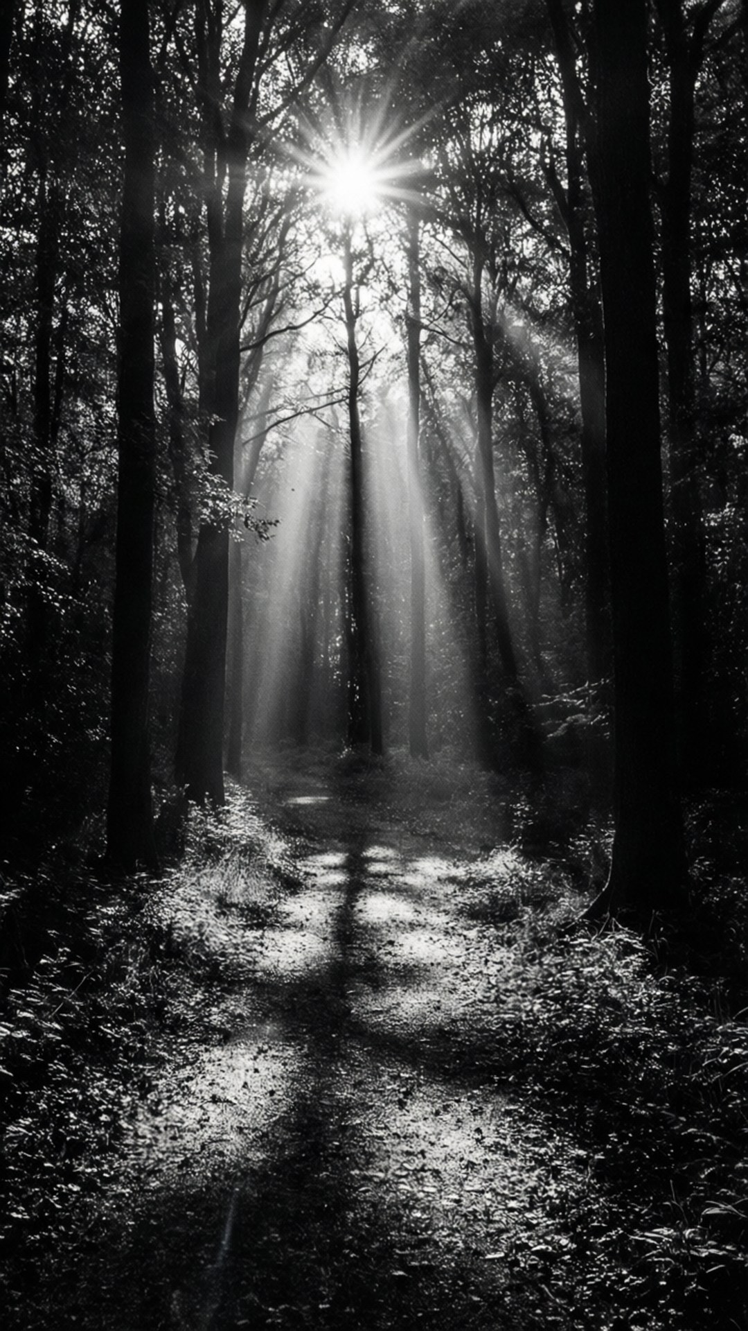 Sunlit Forest Path 壁紙 — 陽光穿過茂密的森林樹冠，照亮下方霧氣瀰漫的小徑，呈現高對比度的黑白影像。