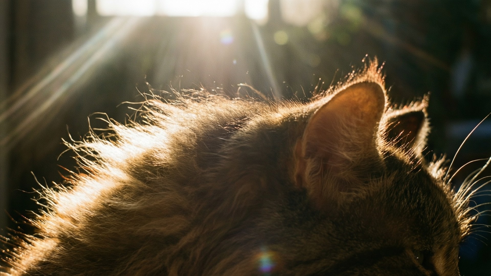 Sunlit Cat Fur 壁紙 — 陽光穿過窗戶，照亮了一隻正在睡覺的虎斑貓毛茸茸的背部和耳朵。