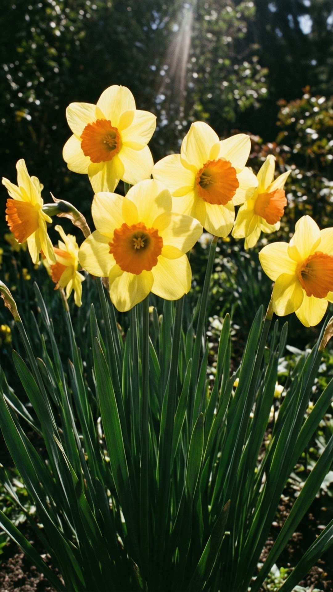 Garden Yellow Narcissus 壁紙 — 陽光穿過綠色樹葉，照亮了帶有橙色中心的鮮黃色水仙花。