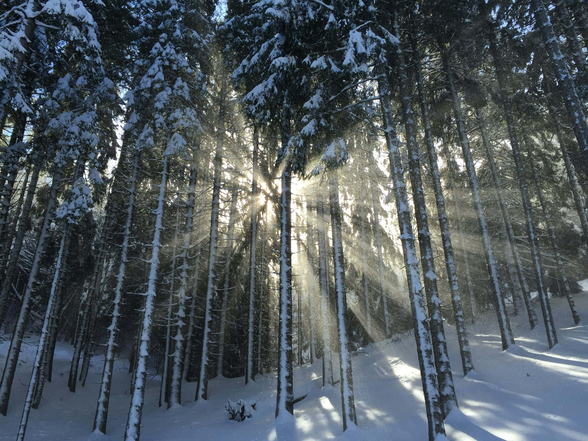  壁紙 — 陽光穿過白雪覆蓋的松樹，在寧靜的冬日森林中，在白色地面上投下長長的影子。