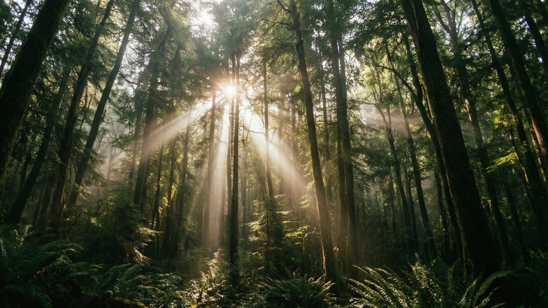Forest Light Rays 壁紙 — 陽光穿過霧氣濃密的森林中高聳的樹木，將金色光線投射在下面的蕨類植物上。