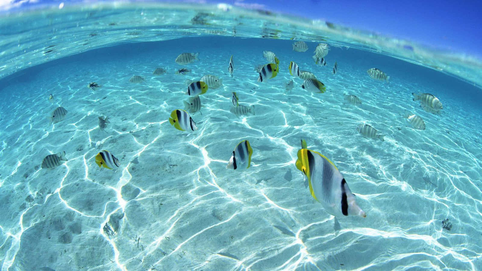  壁紙 — 陽光在沙質海床上舞動，色彩繽紛的熱帶魚在清澈透明的碧綠海水中優雅游動。