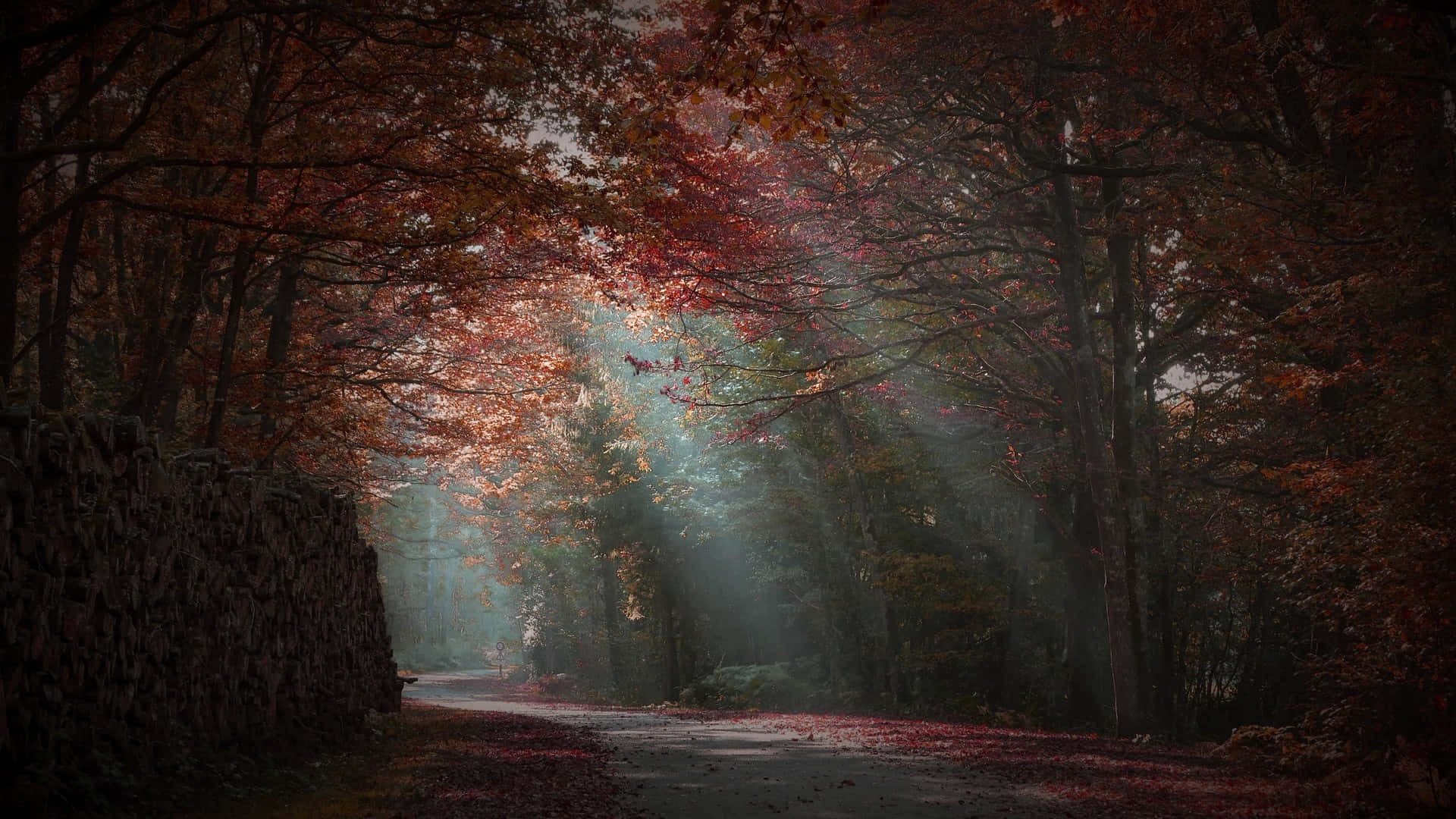  壁紙 — 陽光穿過深紅色秋葉的樹冠，在霧氣瀰漫的森林小徑上投射出空靈的光束。