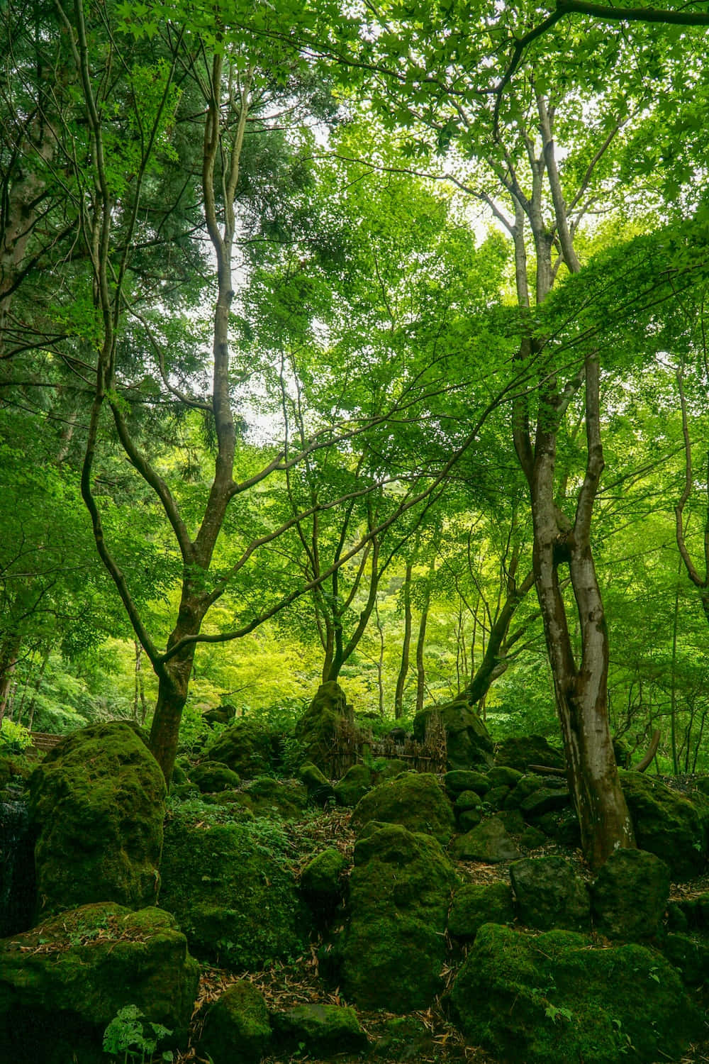 Forest Green 桌布 壁紙 — 陽光穿過茂密的鮮綠色樹冠，灑在寧靜森林中長滿苔蘚的岩石上。