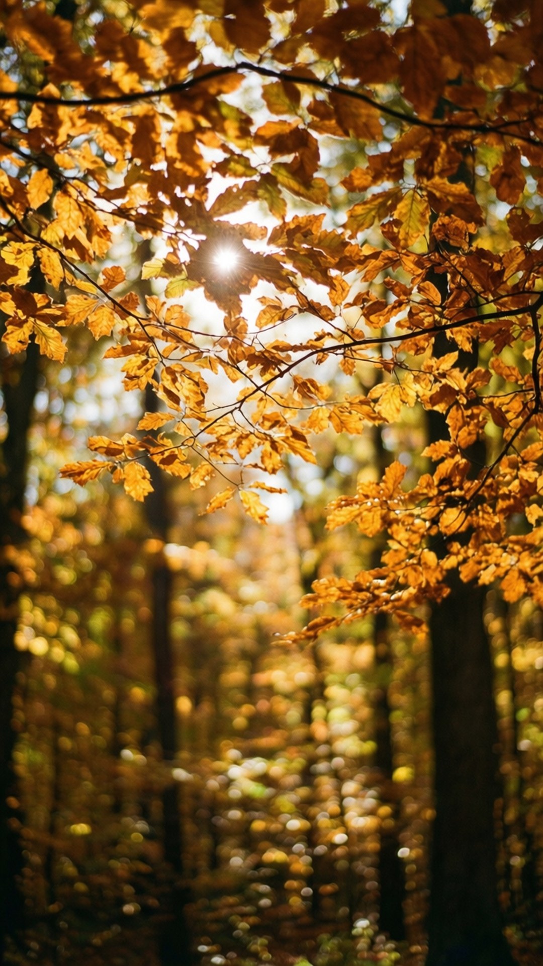 Autumn Canopy Glow 壁紙 — 陽光穿過金黃色的秋葉，營造出溫暖發光的森林場景。