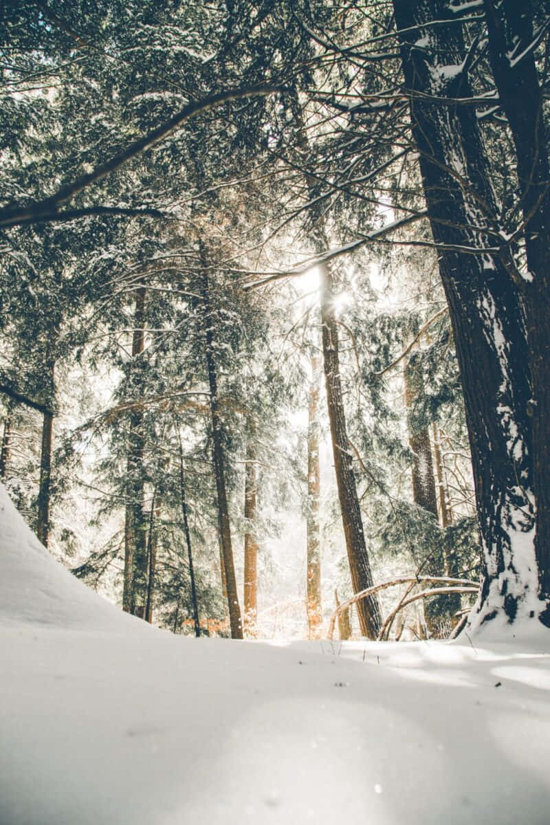 壁紙 — 陽光穿過白雪覆蓋的常綠樹，照射在寧靜的冬季森林中。