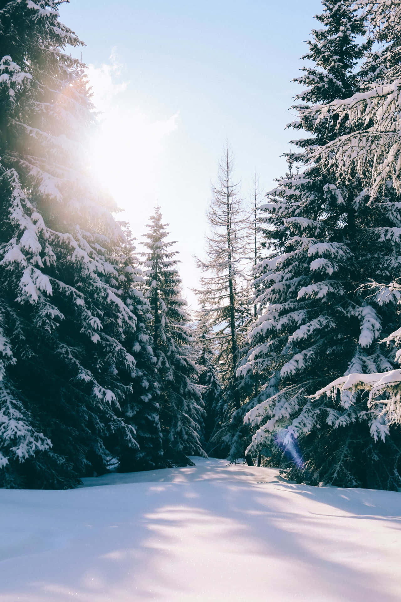  壁紙 — 陽光穿過積雪的常青樹，在純淨的冬季森林小徑上投下長長的影子。