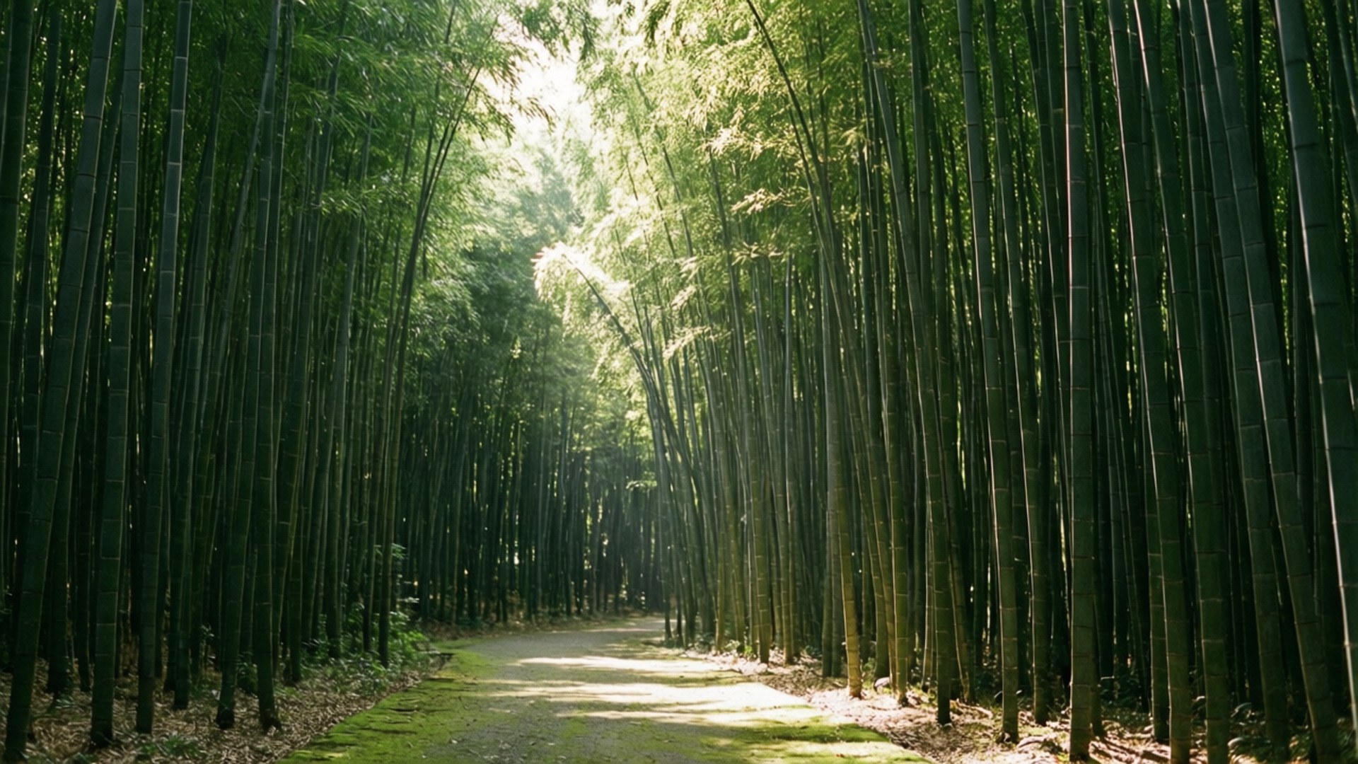 Bamboo Forest Path 壁紙 — 陽光穿過高聳的綠色竹莖，在蜿蜒的森林小徑上投下斑駁的光影。