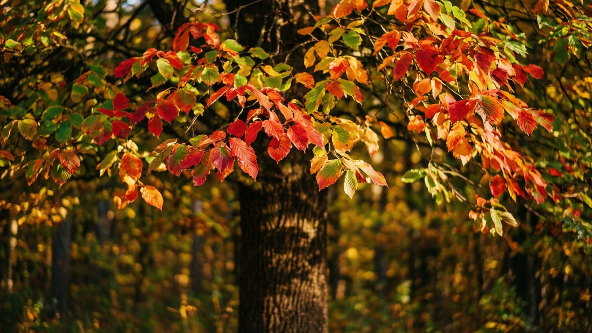 Autumn Relevance 壁紙 — 陽光穿過森林樹枝上鮮豔的紅色、橙色和綠色秋葉。