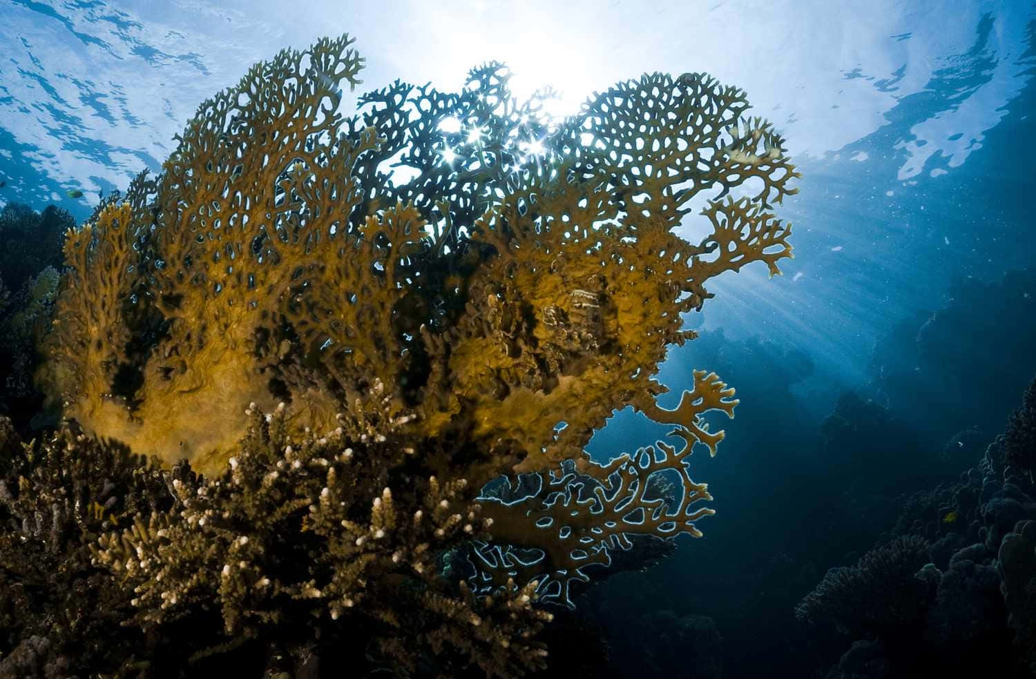  壁紙 — 陽光穿透海面，照亮了深藍色水下背景中複雜的金色珊瑚結構。