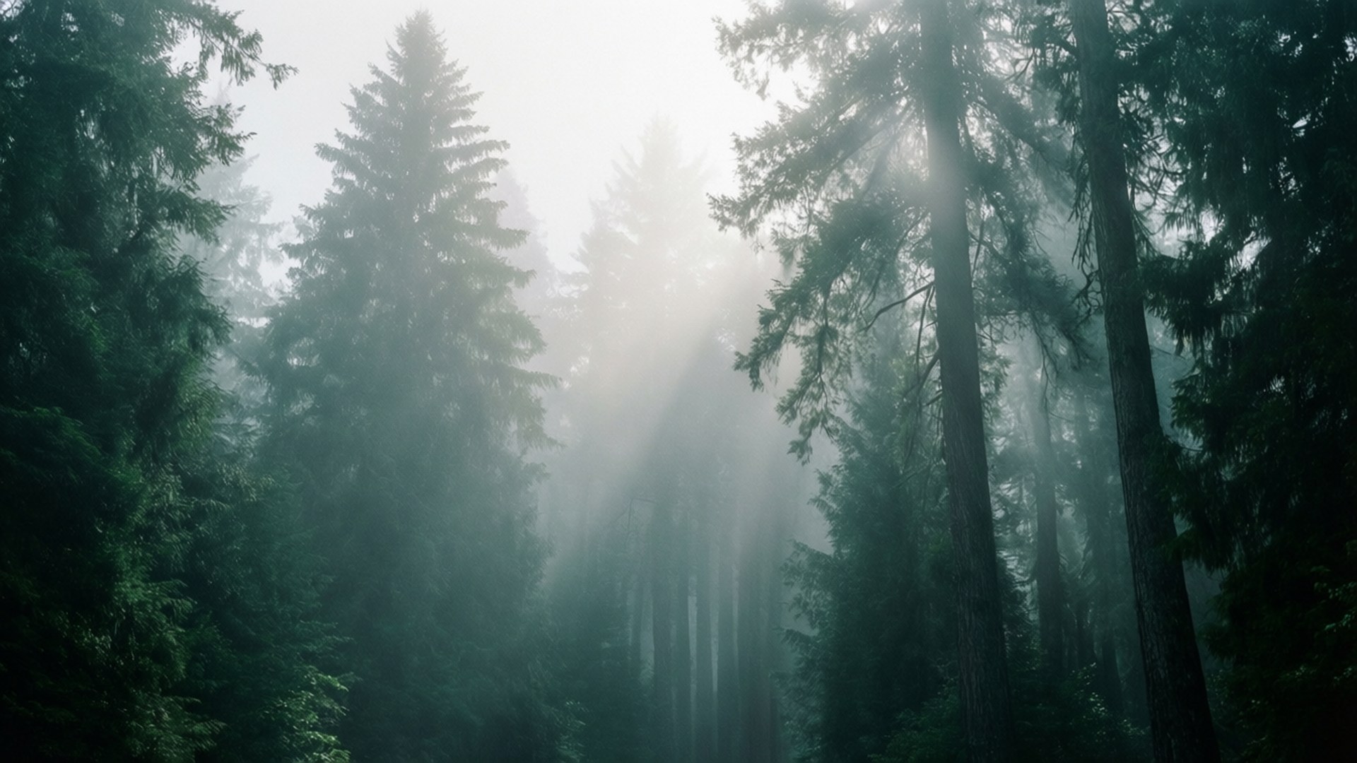 Fog 桌布 壁紙 — 陽光穿透霧氣籠罩的常綠樹，在寧靜的森林中沐浴在柔和的綠色和灰色色調中。