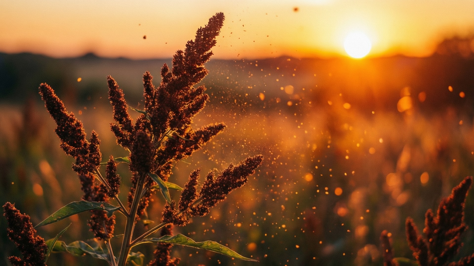 Allergies 桌布 壁紙 — 夕陽逆光照亮了金色田野中細膩的種子頭，伴隨著漂浮的顆粒。