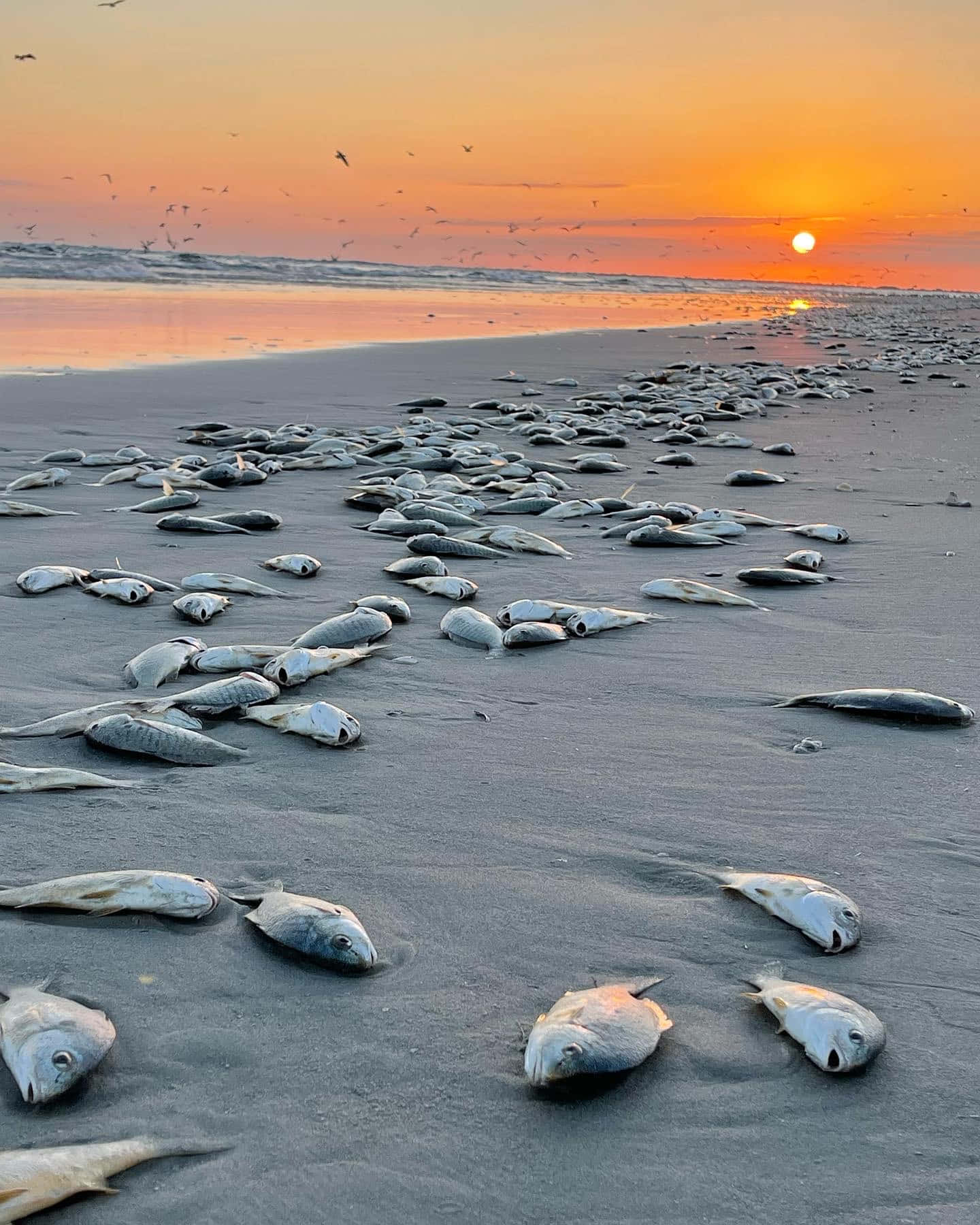  壁紙 — 日落將溫暖的橙色光芒投射在散落著死魚和飛翔海鷗的海灘上。