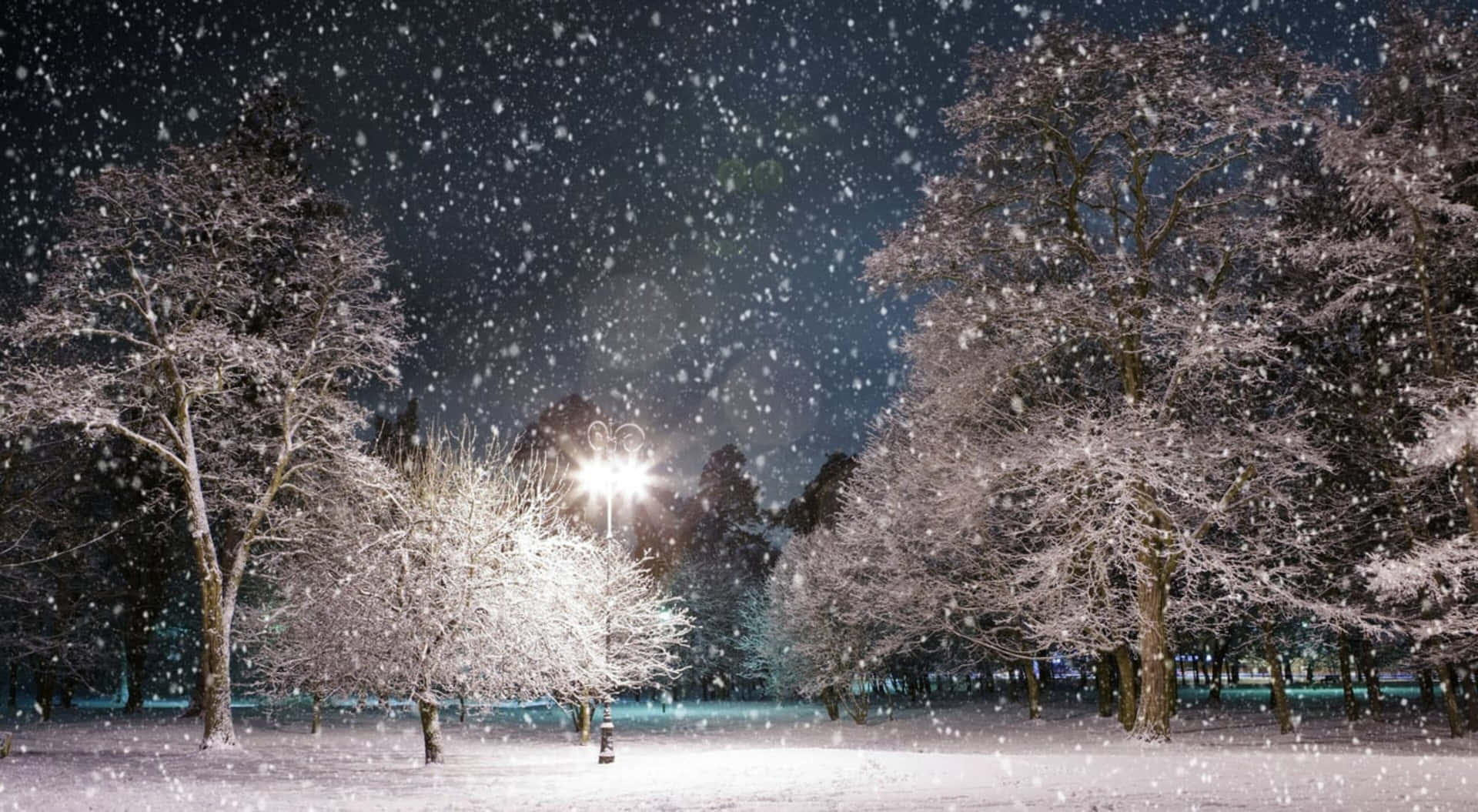冬夜公園中街燈照亮積雪的樹木。 — 4K 壁紙